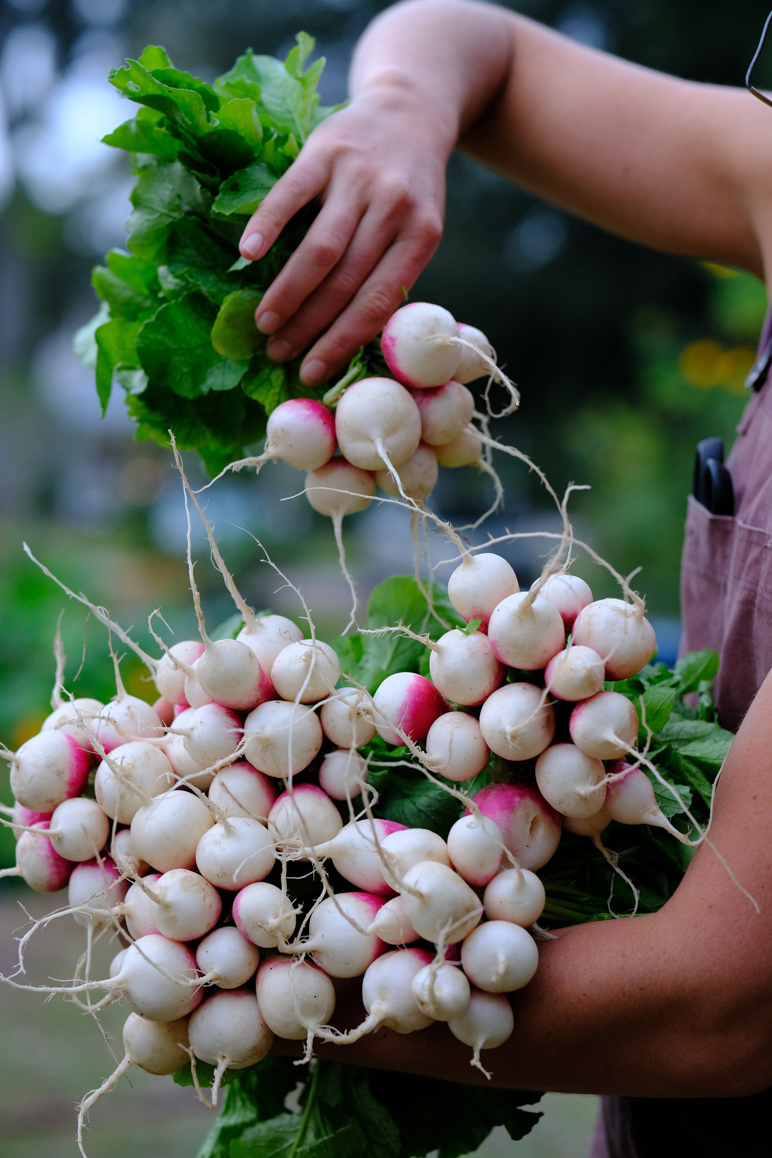 large bundles of turnips.jpeg