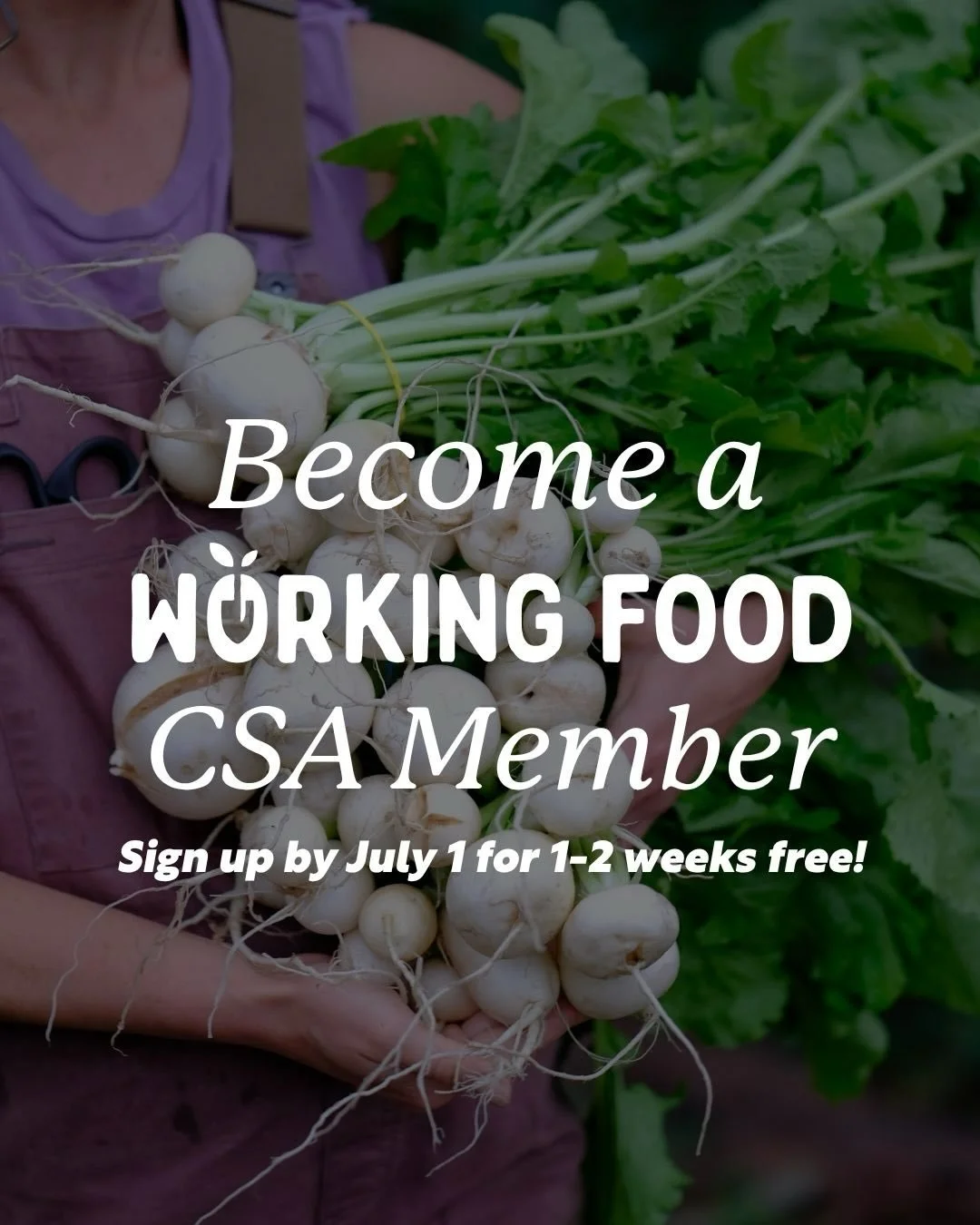 Become a Working Food CSA member for the 2026-2027 growing seasons!

🍉 As a member, you&rsquo;ll receive a weekly share of freshly harvested produce, grown with care and picked the same day you bring it home!

🍊  Community Supported Agriculture (CS