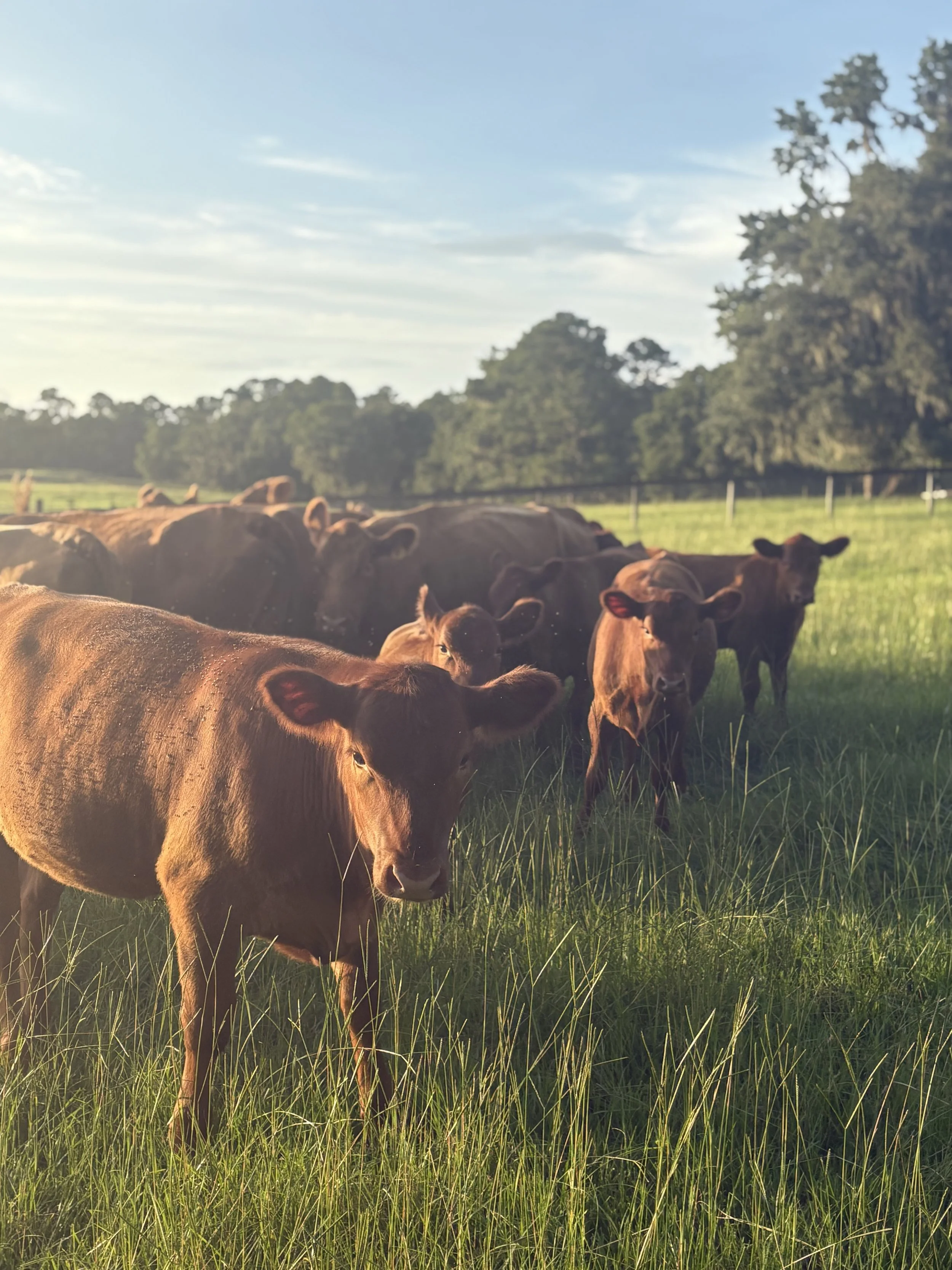 brown cows at Bella Terra Hills.jpg