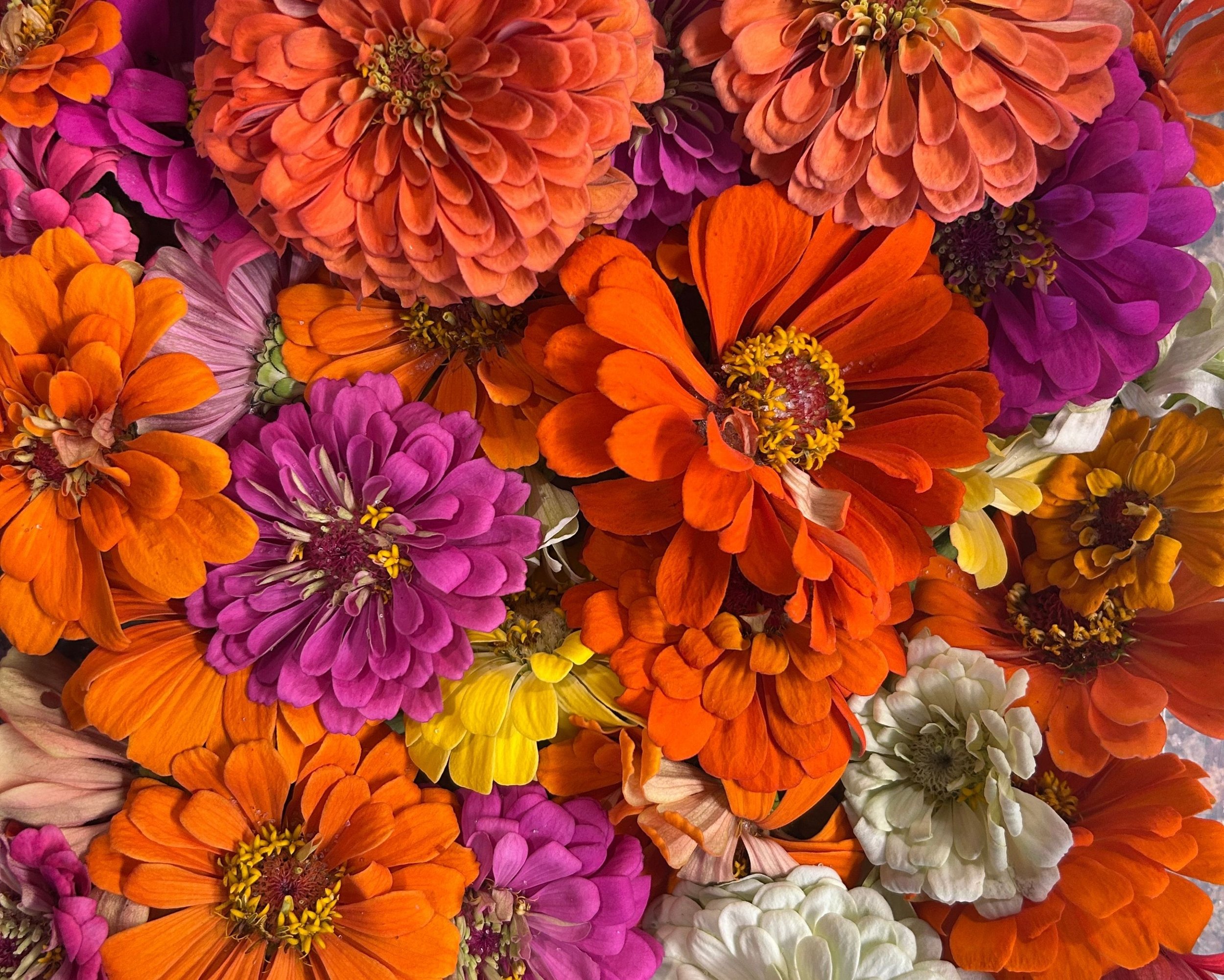 orange, yellow, pink and white flowers.jpg