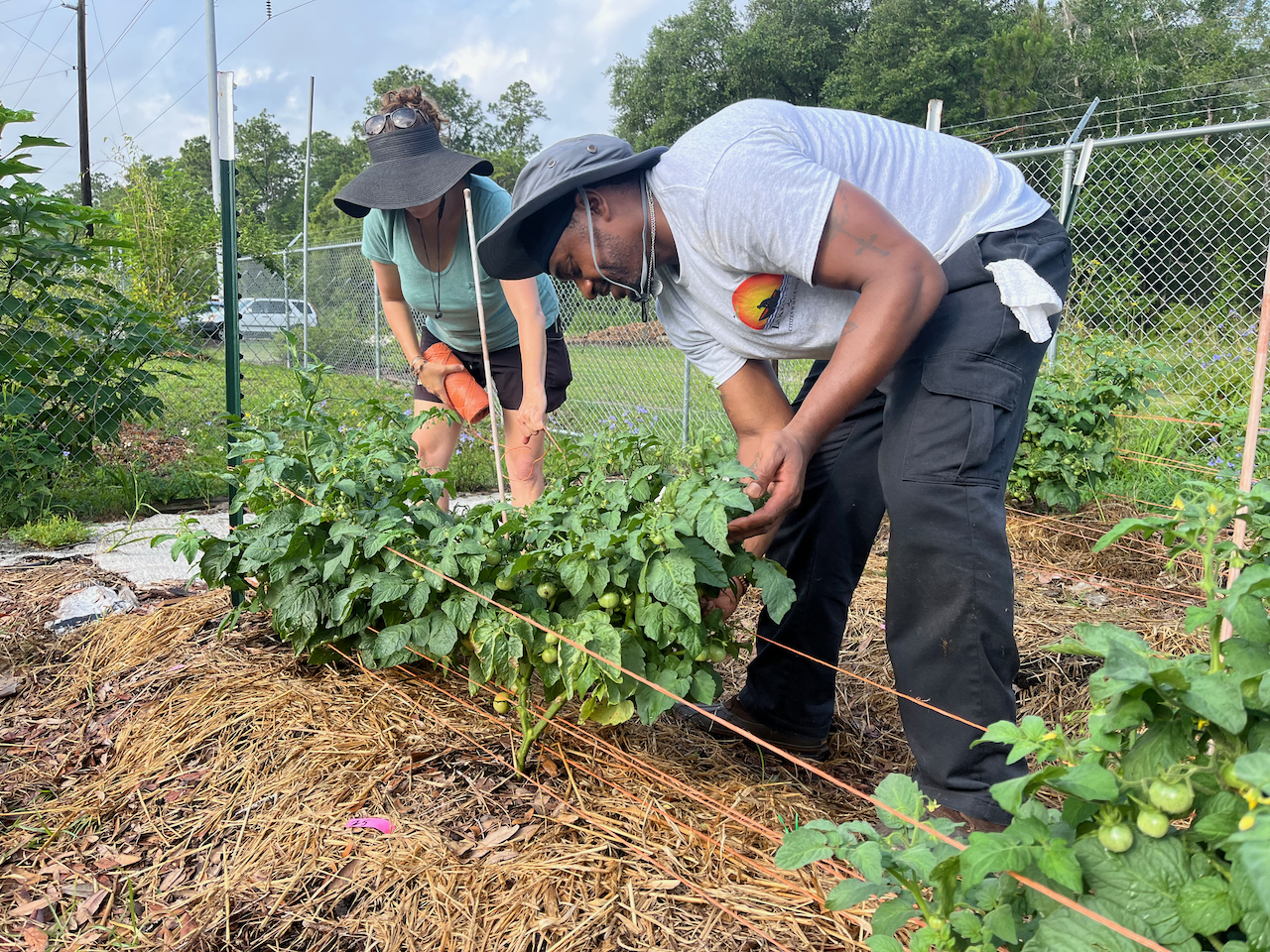 2 people demonstrate the florida weave on tomato plants