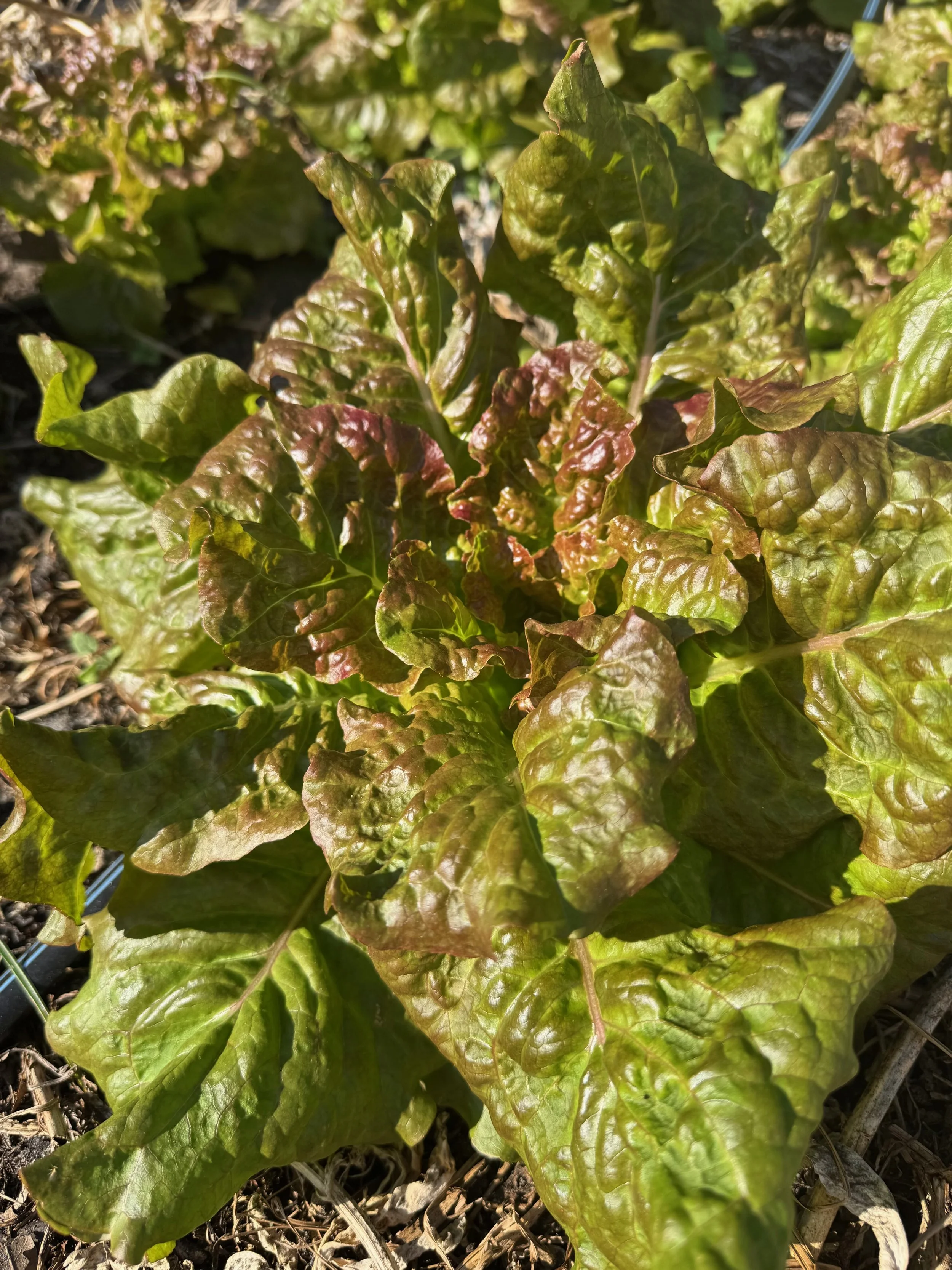 green lettuce head growing in the sun