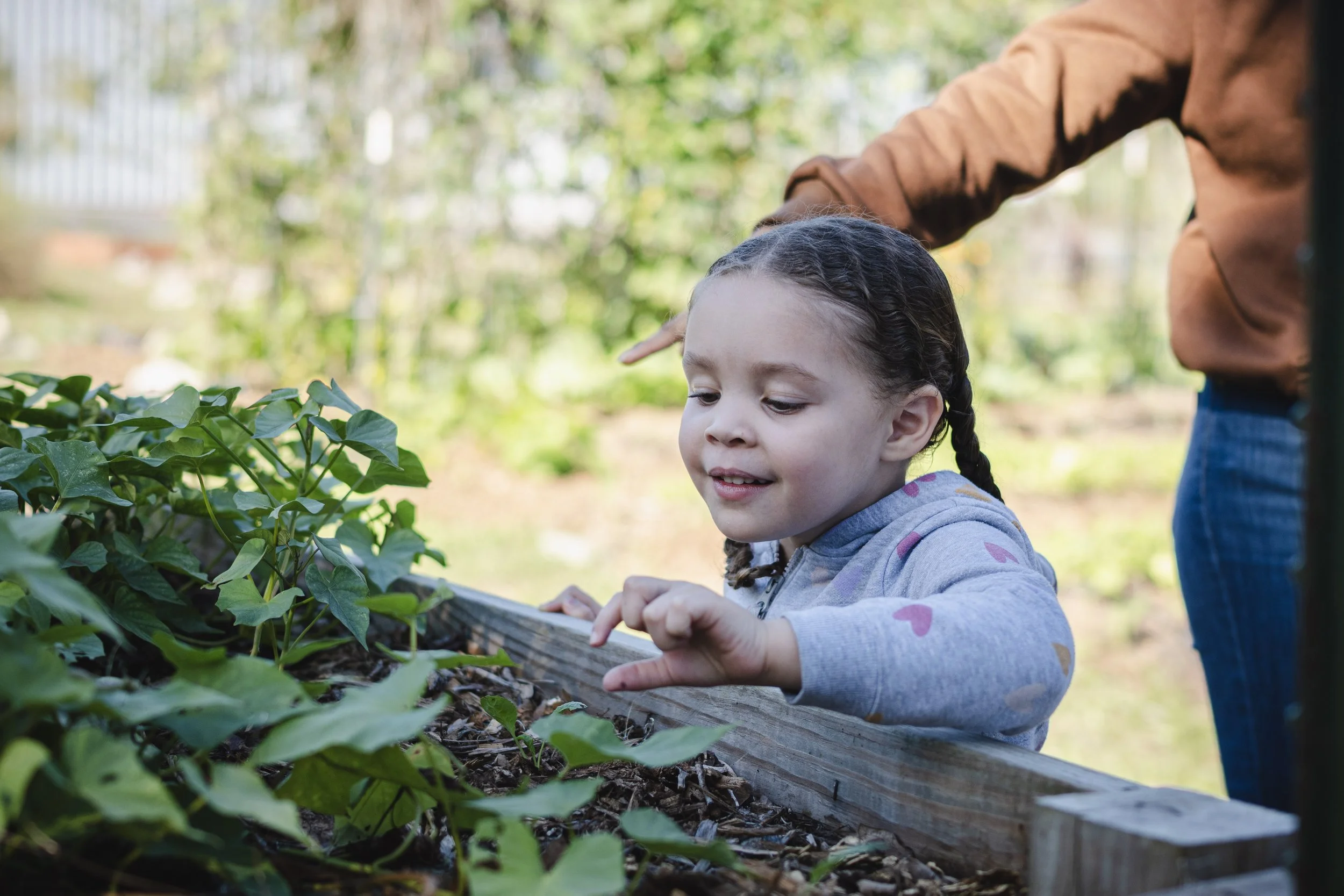 child looks into a garden bed to touch a plant