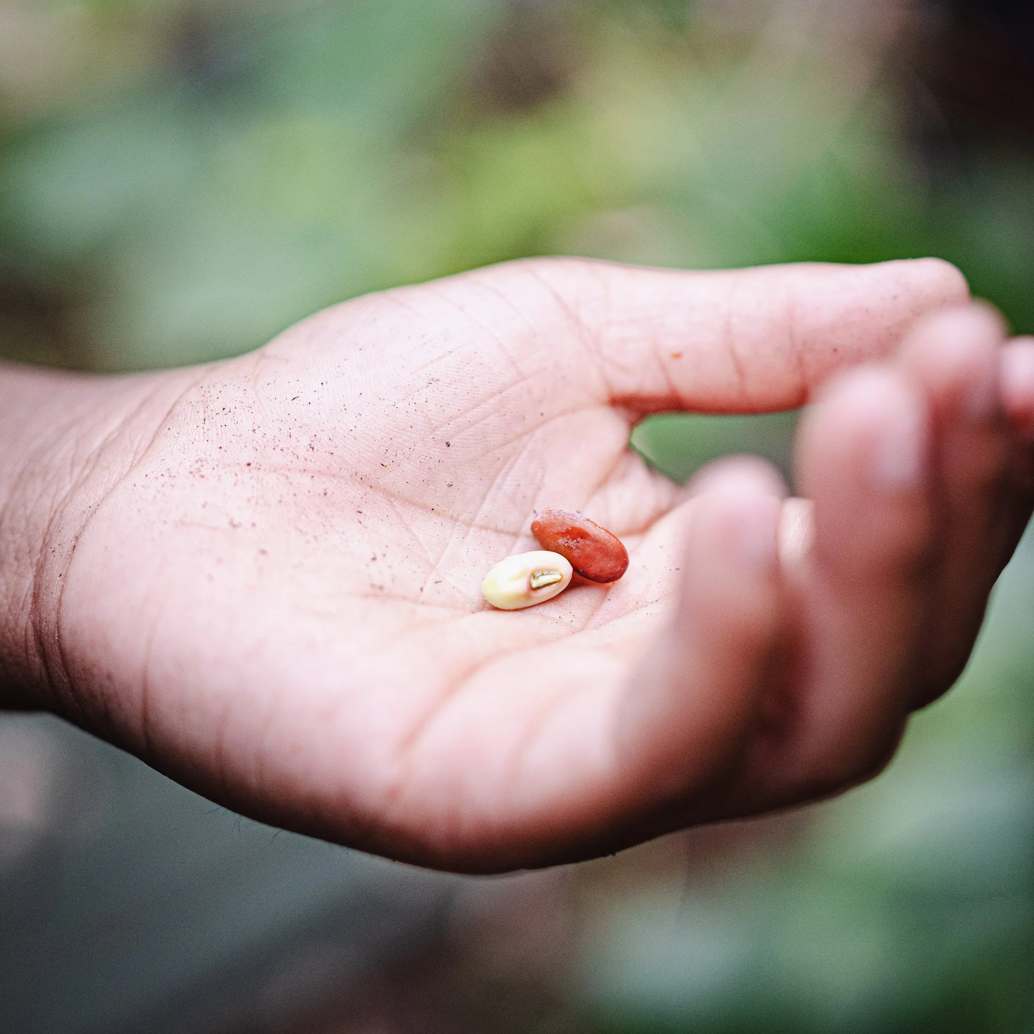 hand holding 2 seeds