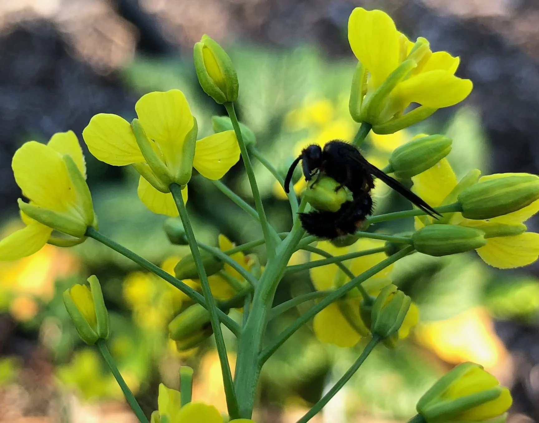 bee wrapped around a brassica plant