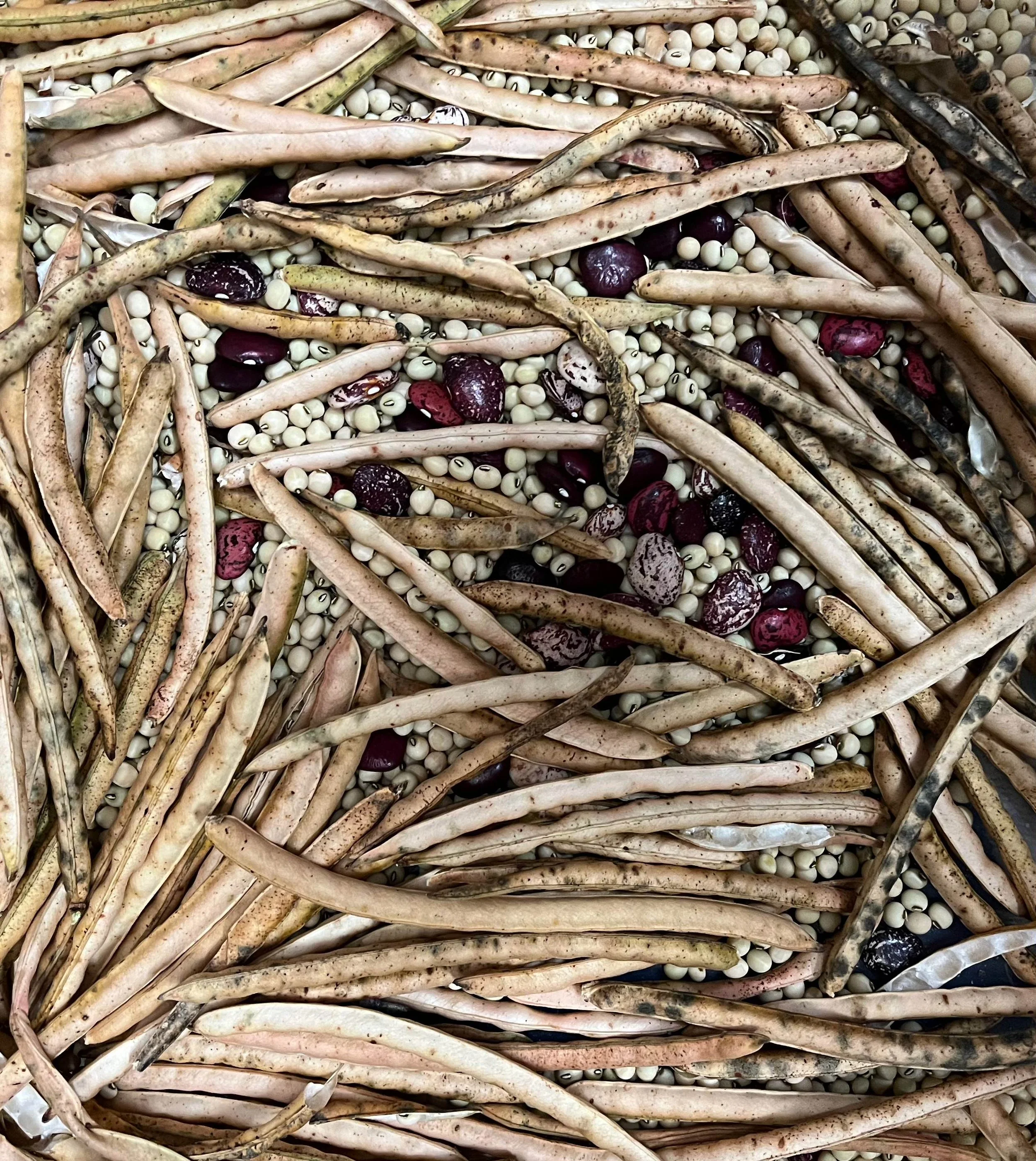 Saving Seeds in North Florida