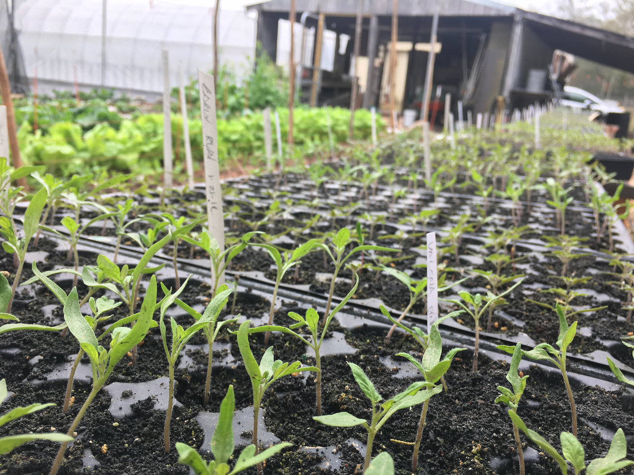 Home-Grown Tomatoes in the Southeast