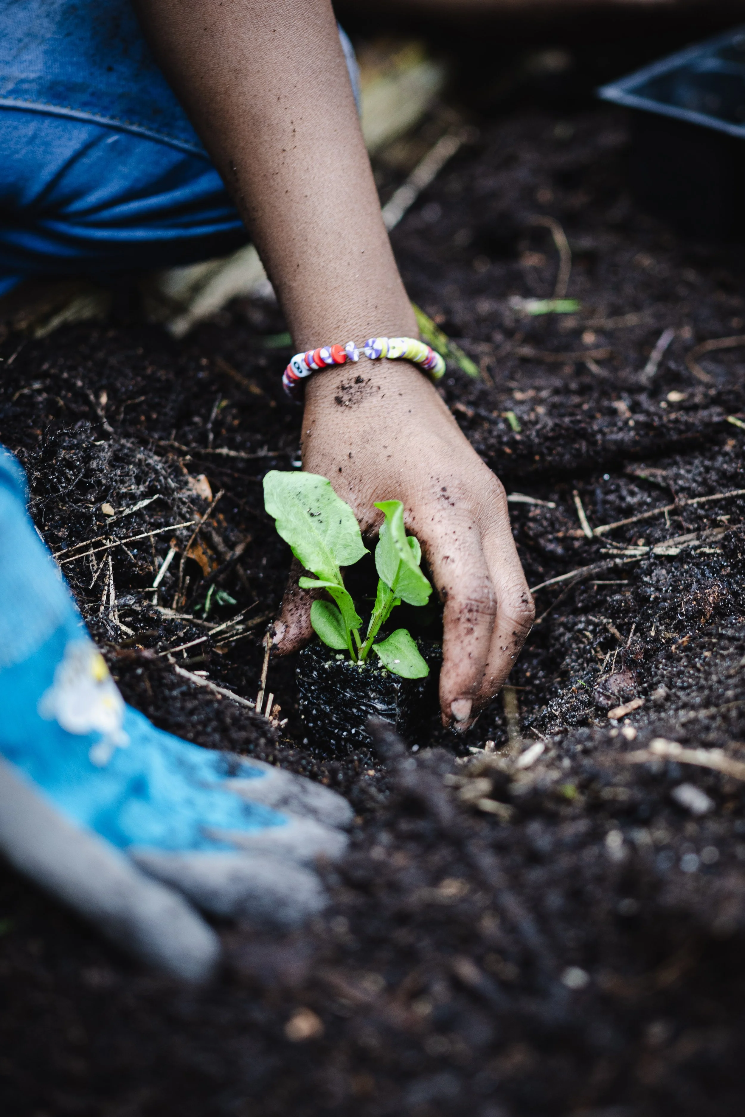 green plant growing out of the soil with a small hand lightly holding it
