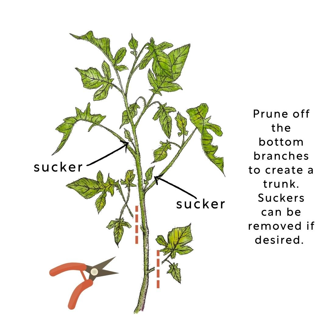 tomato plant pruning diagram