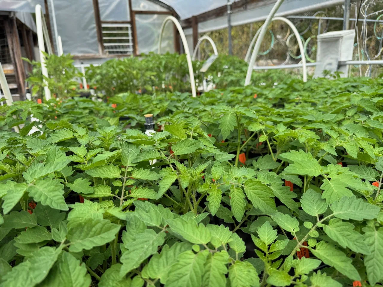 many tomato seedlings growing in a greenhouse