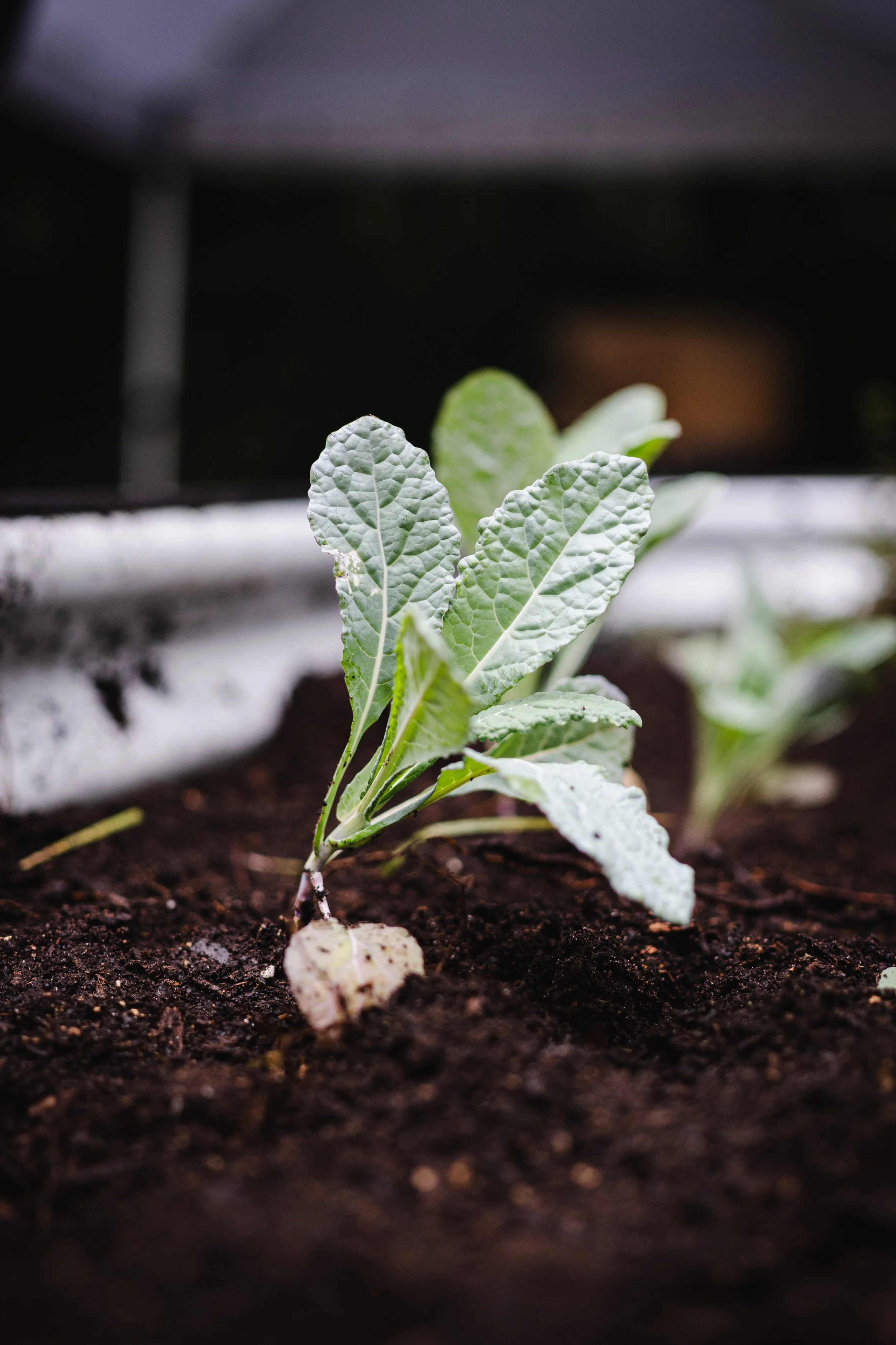 vegetable growing out of the ground