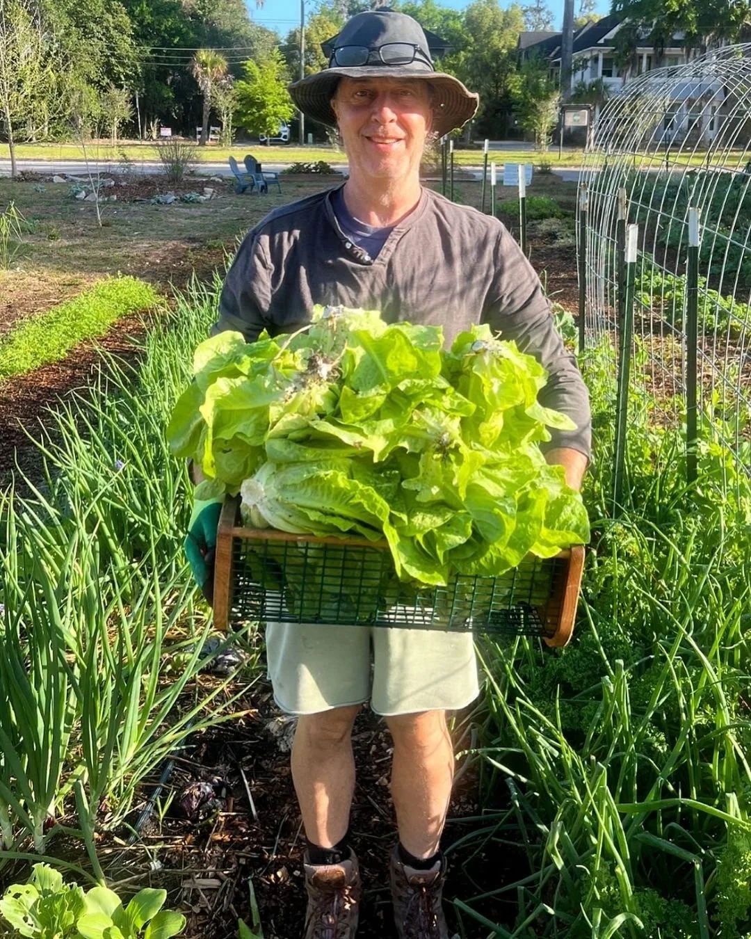 Volunteer Matt holds lettuce harvested at the Working Food Farm