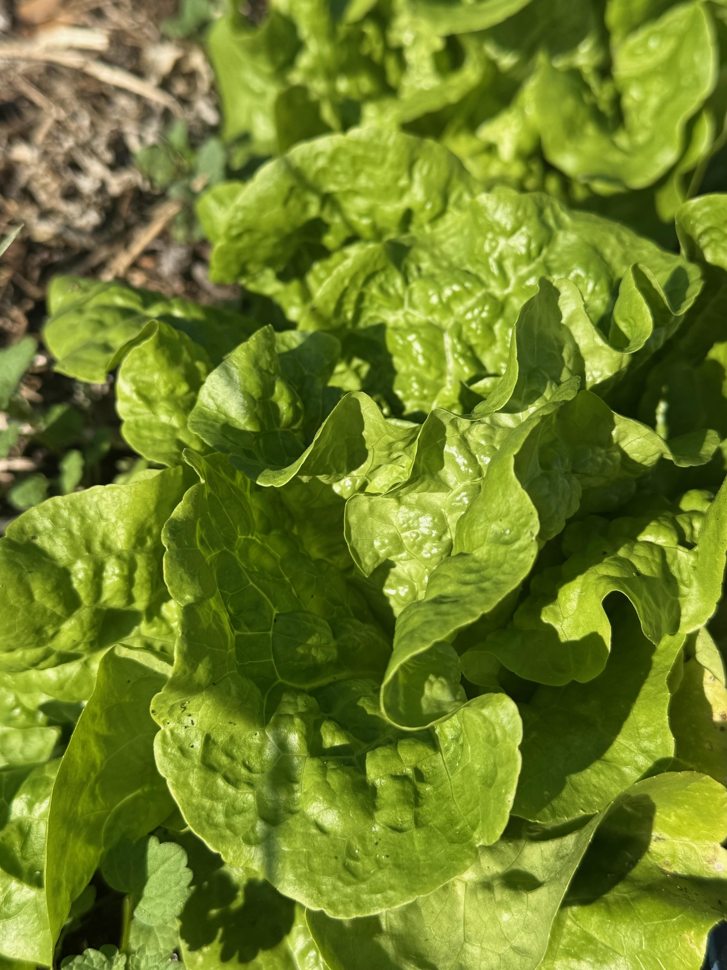 Manoa lettuce head growing in the sun. The leaves are twisting around each other.