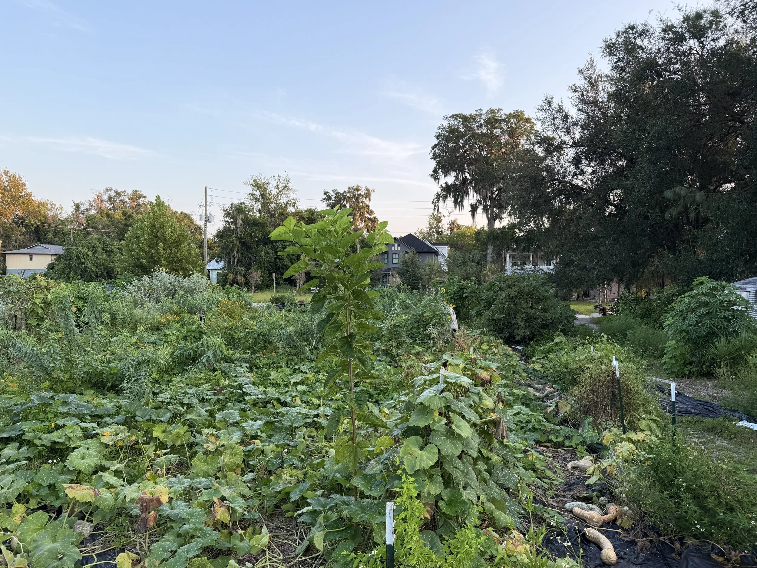 Preparing our Donation Farm for the Fall Season
