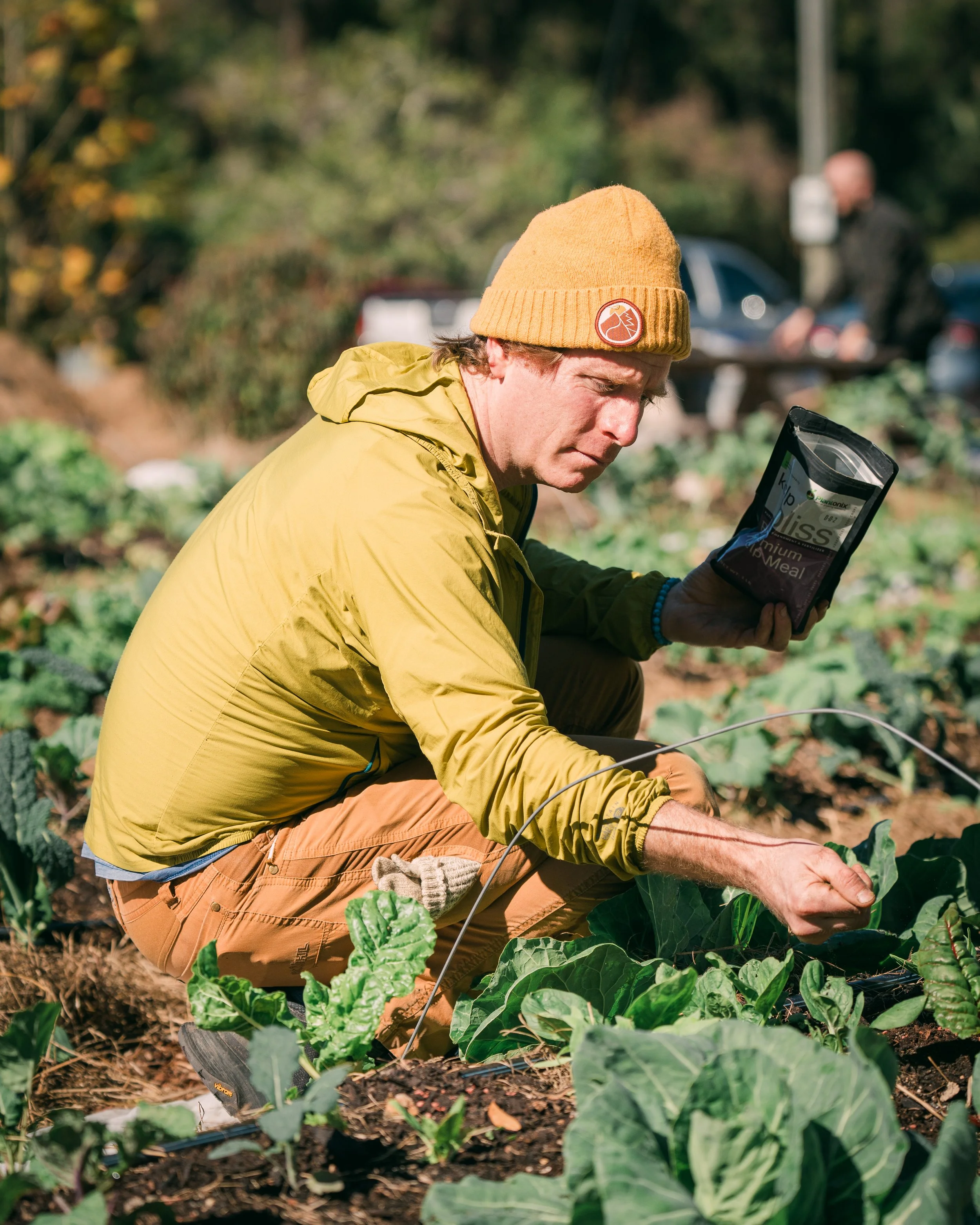 adult crouches over row of growing vegetables.JPG