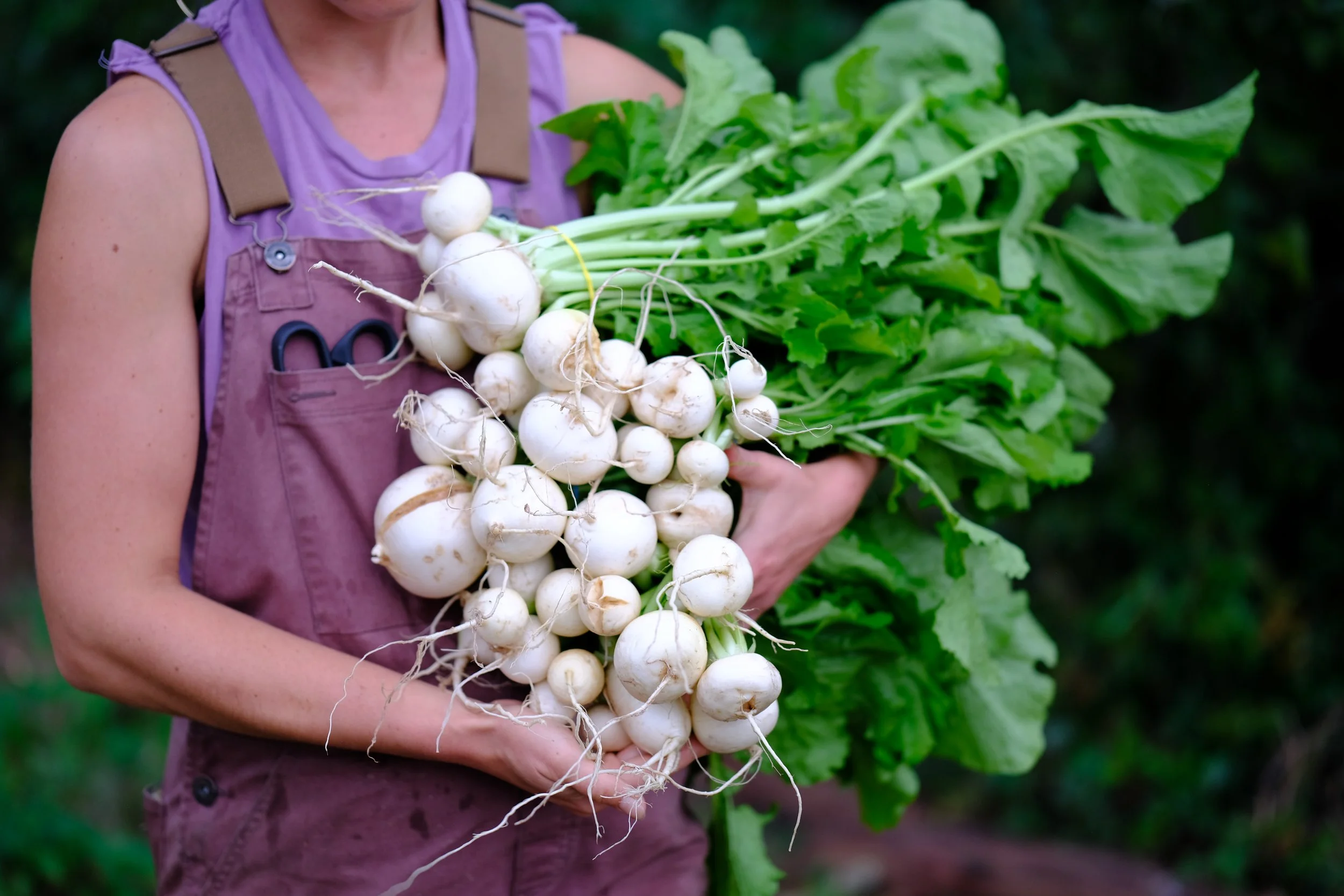 person holding large bundle of turnips