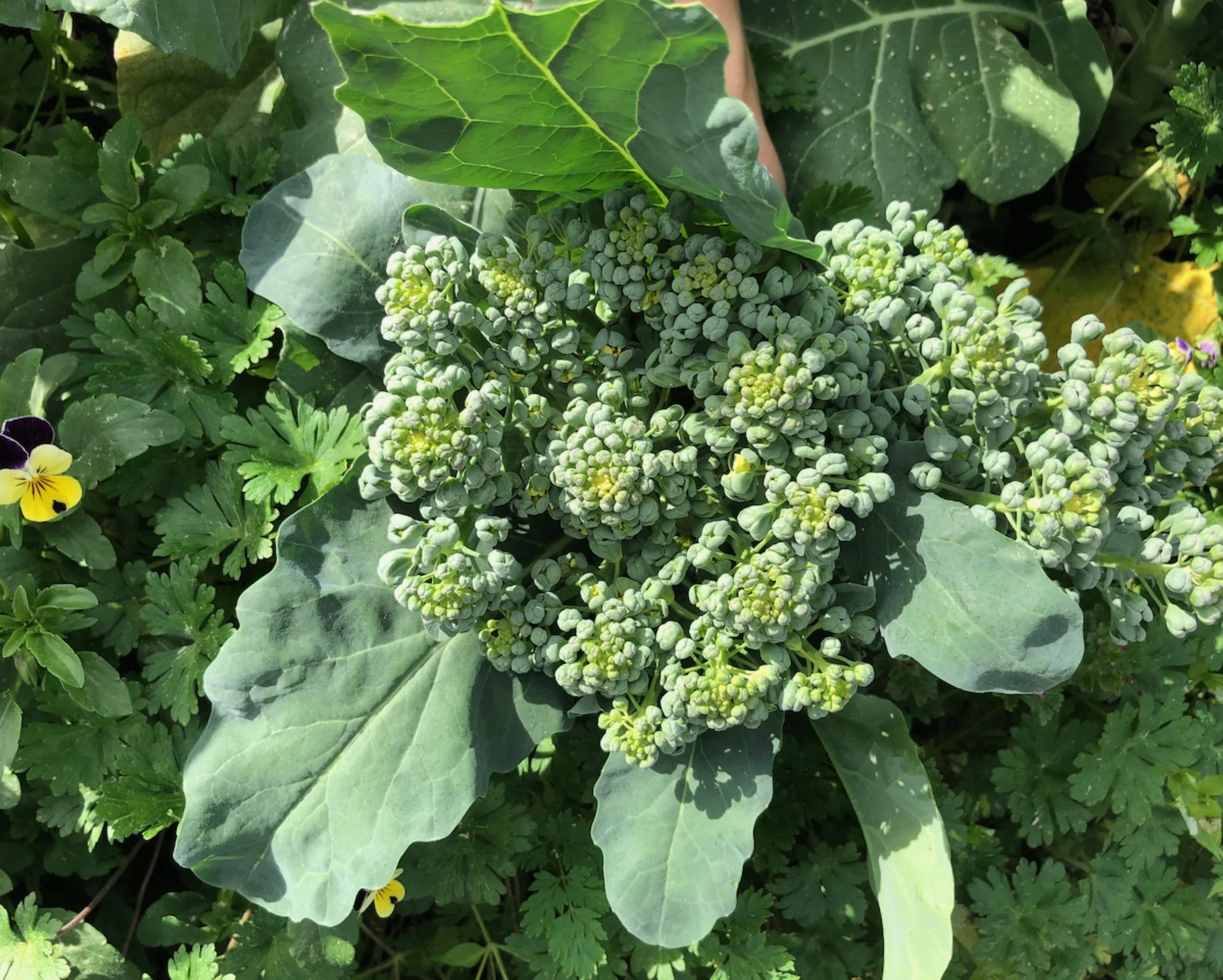 A flourishing Piracicaba broccoli head
