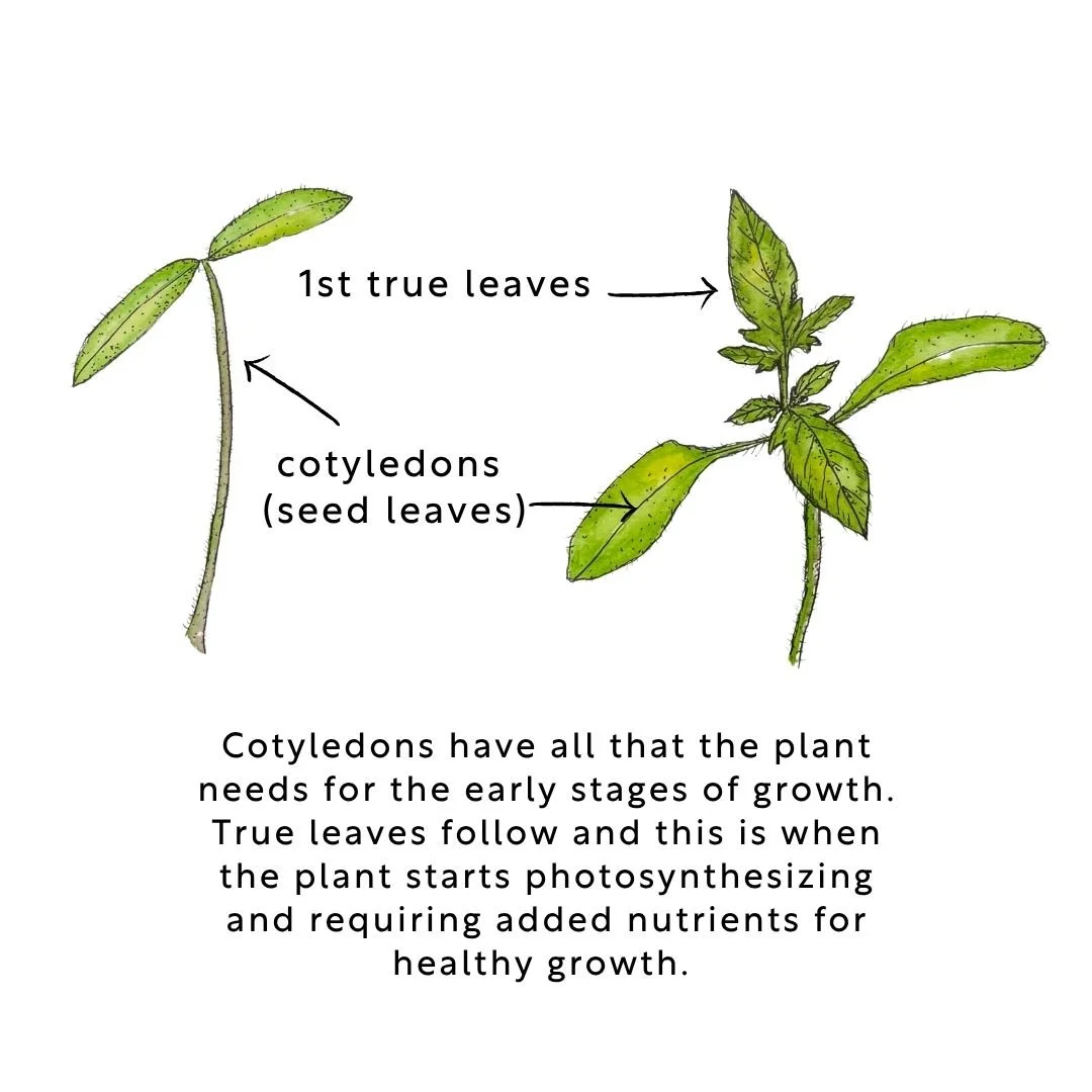 True leaves vs. cotyledons on a tomato plant