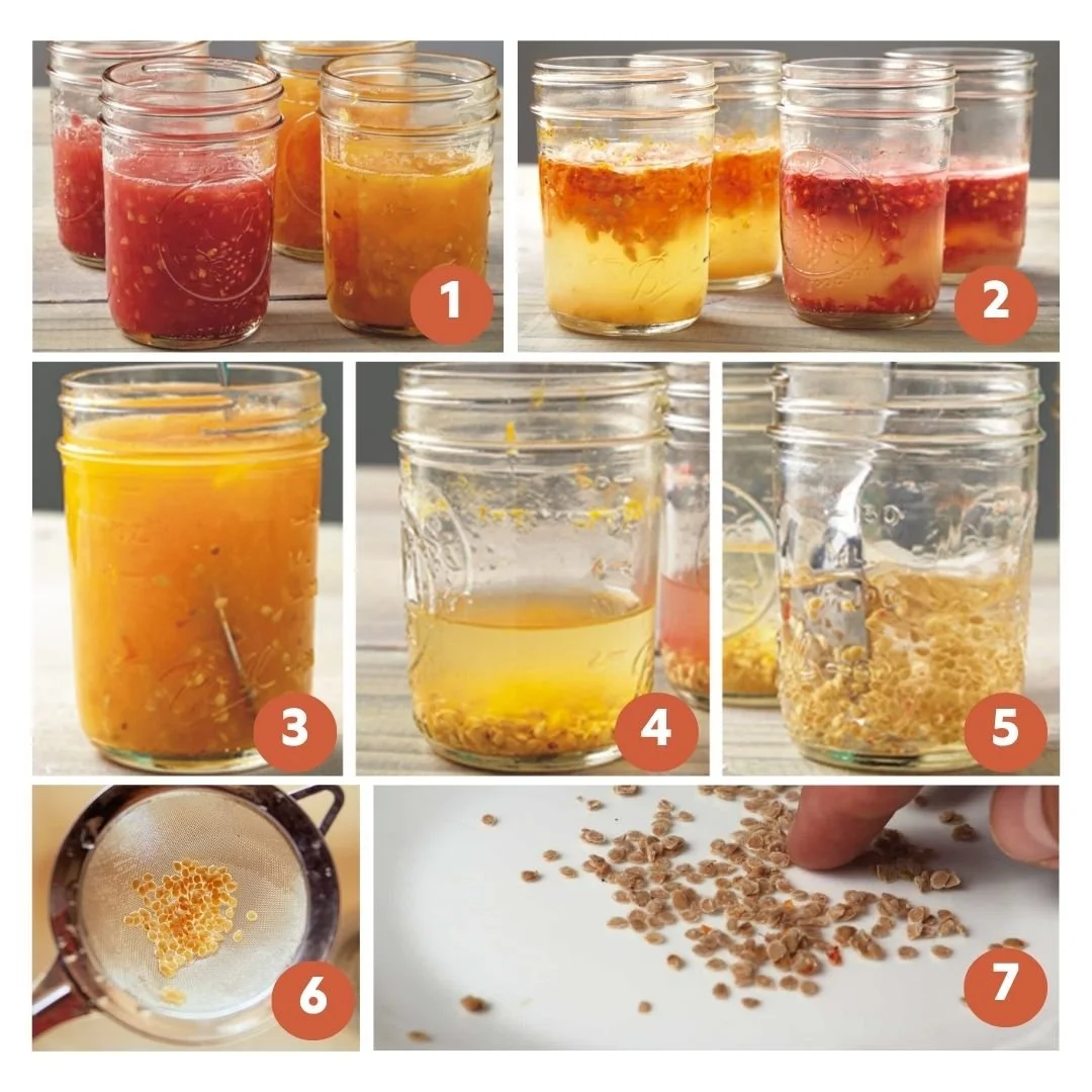 tomato seed fermentation process