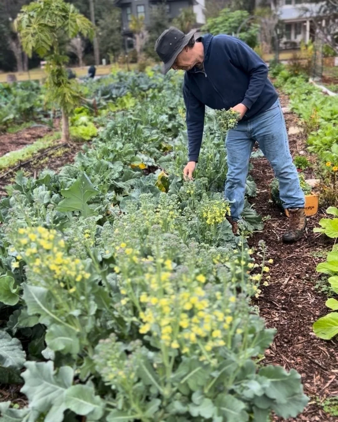 Person leans down to harvest broccoli