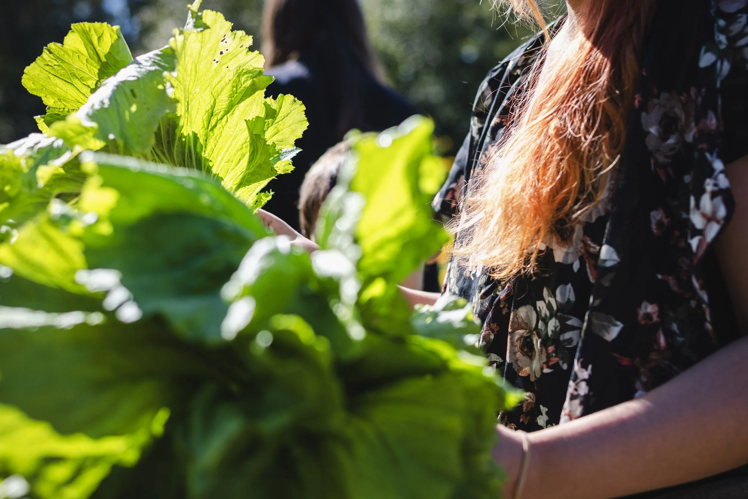 person holding bundle of green vegetables