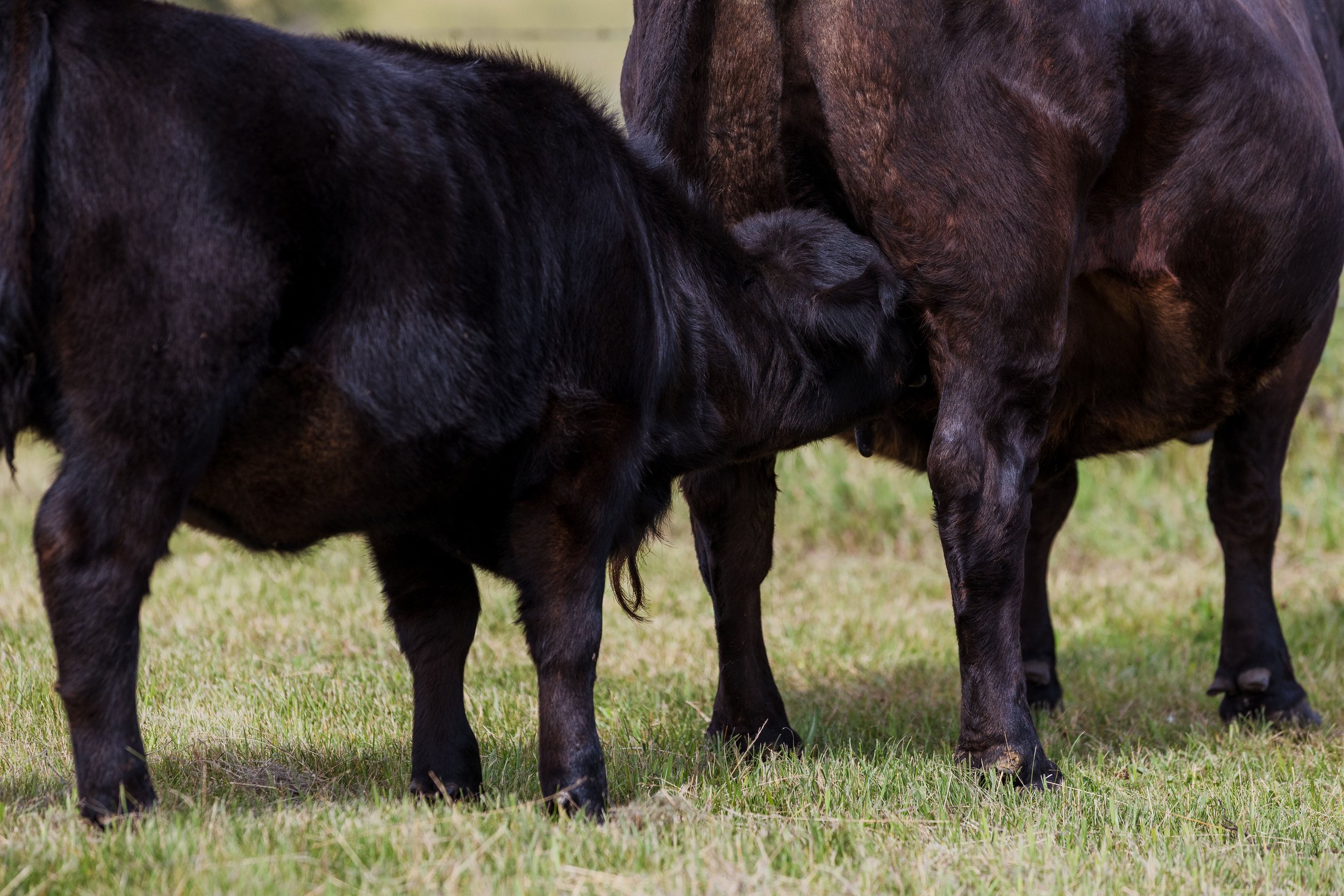 A black calf nursing from a larger dark brown cow in a grassy field.