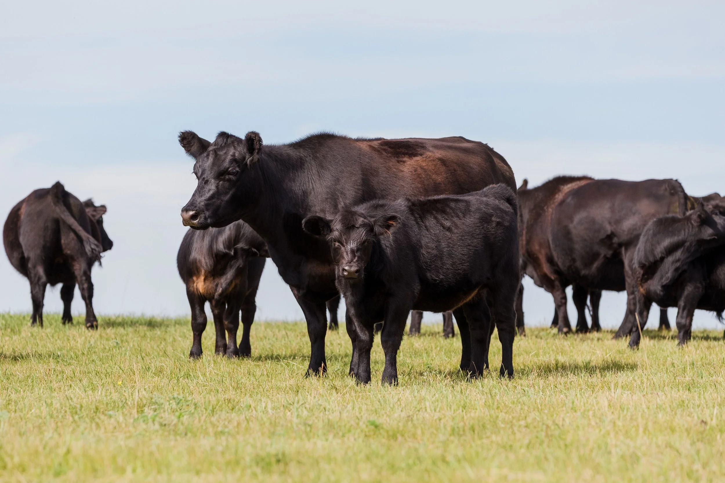 A herd of black cattle grazing on a grassy field under a partly cloudy sky.
