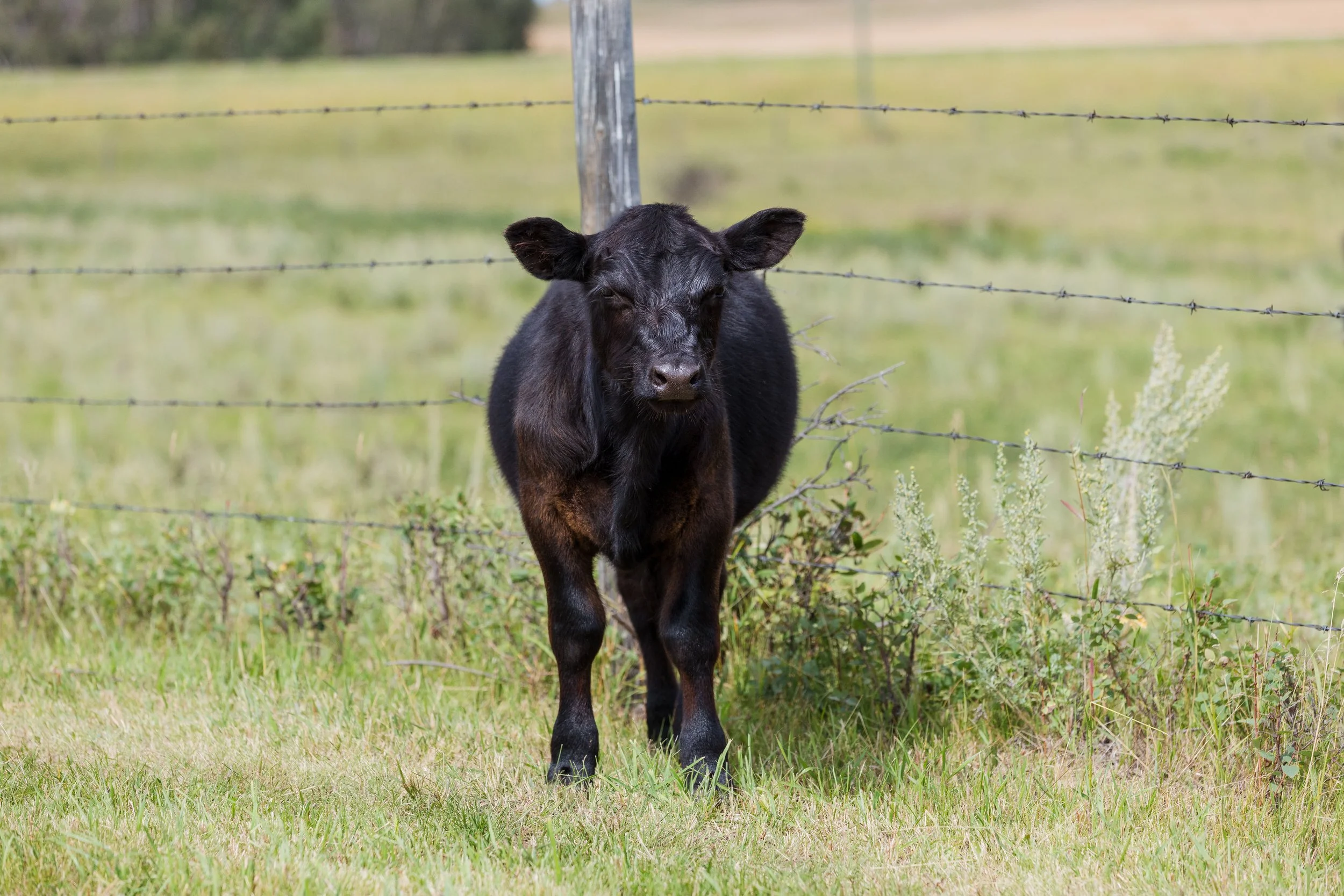 A small black calf standing in a grassy field with a wooden post and barbed wire fence and some tall plants in the background.