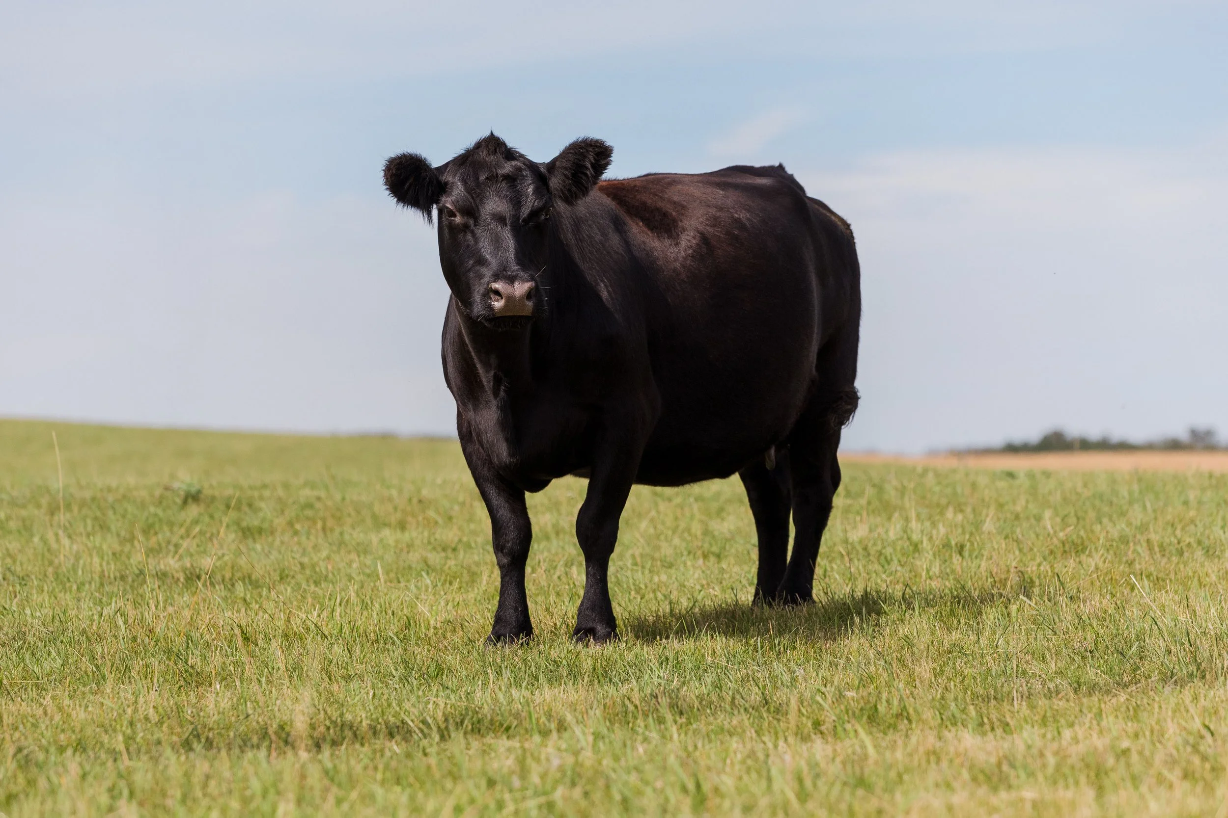 A black cow standing in a green grassy field under a partly cloudy sky.