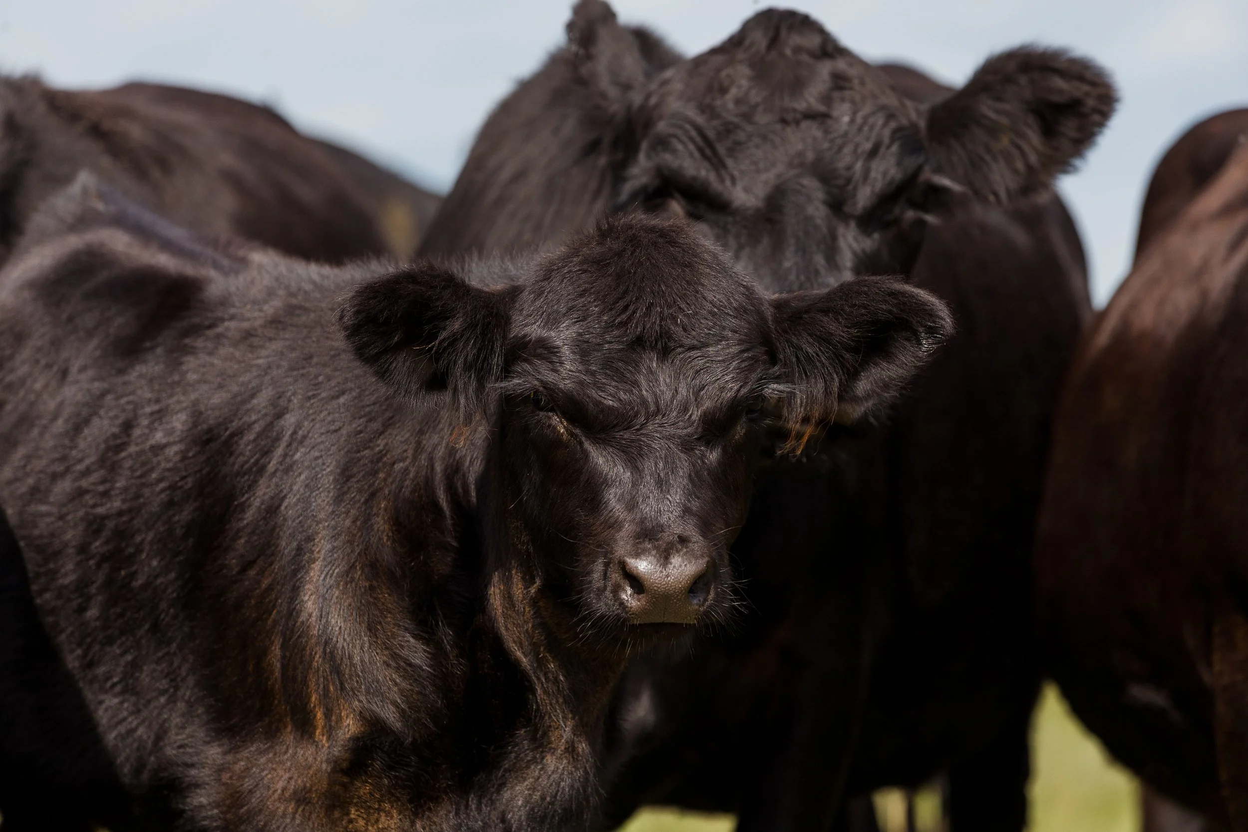 A close-up of a group of black cattle outdoors