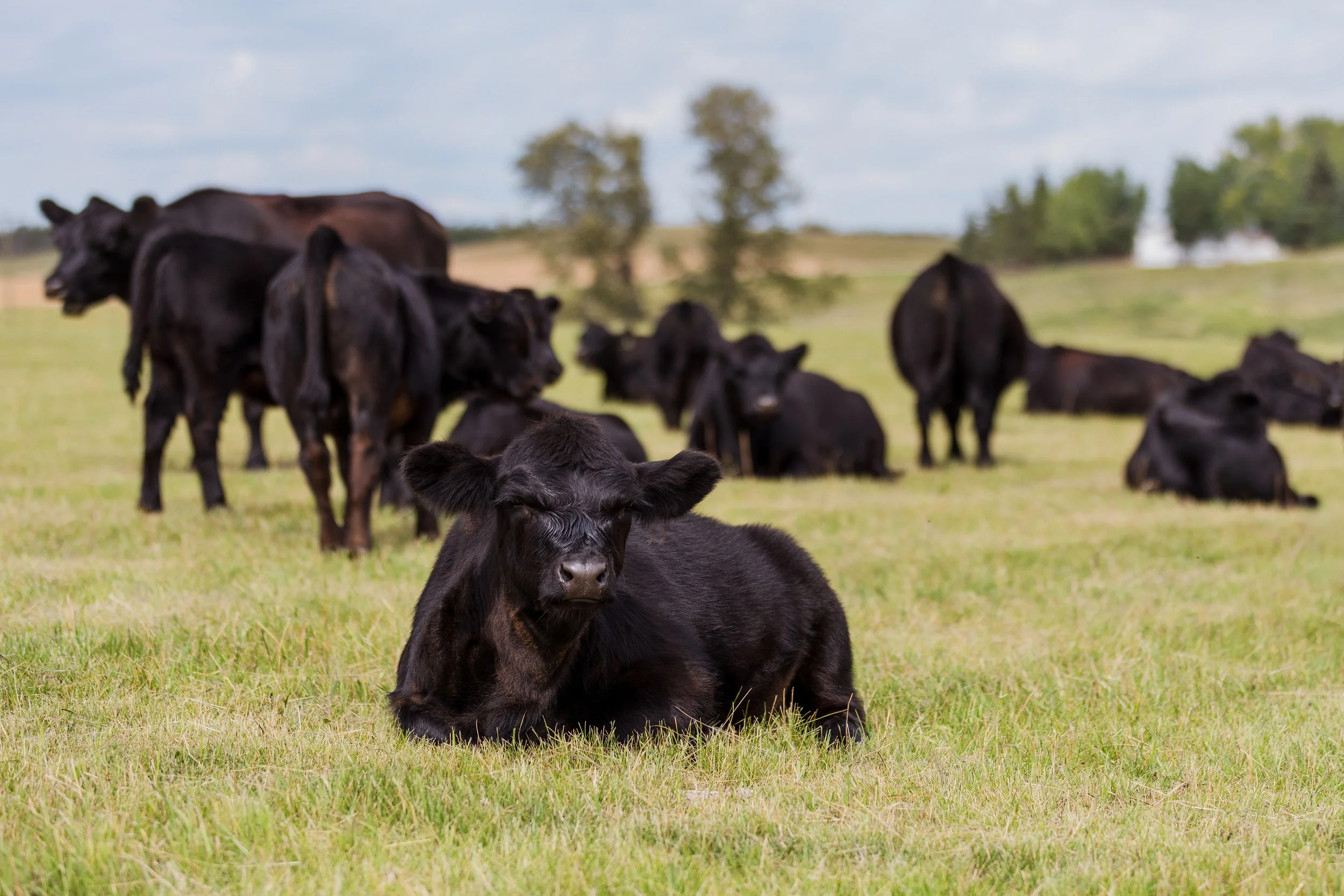 A group of black cows on a grassy field, with one calf lying in the foreground and others standing or resting in the background.