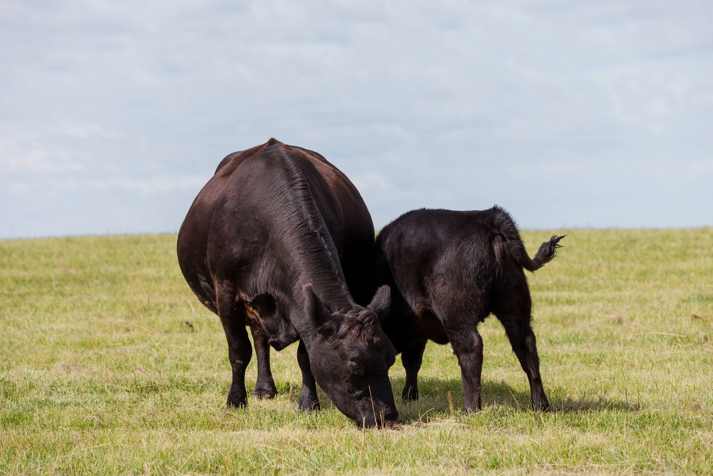 A cow and a calf grazing on a grassy field with a cloudy sky in the background.