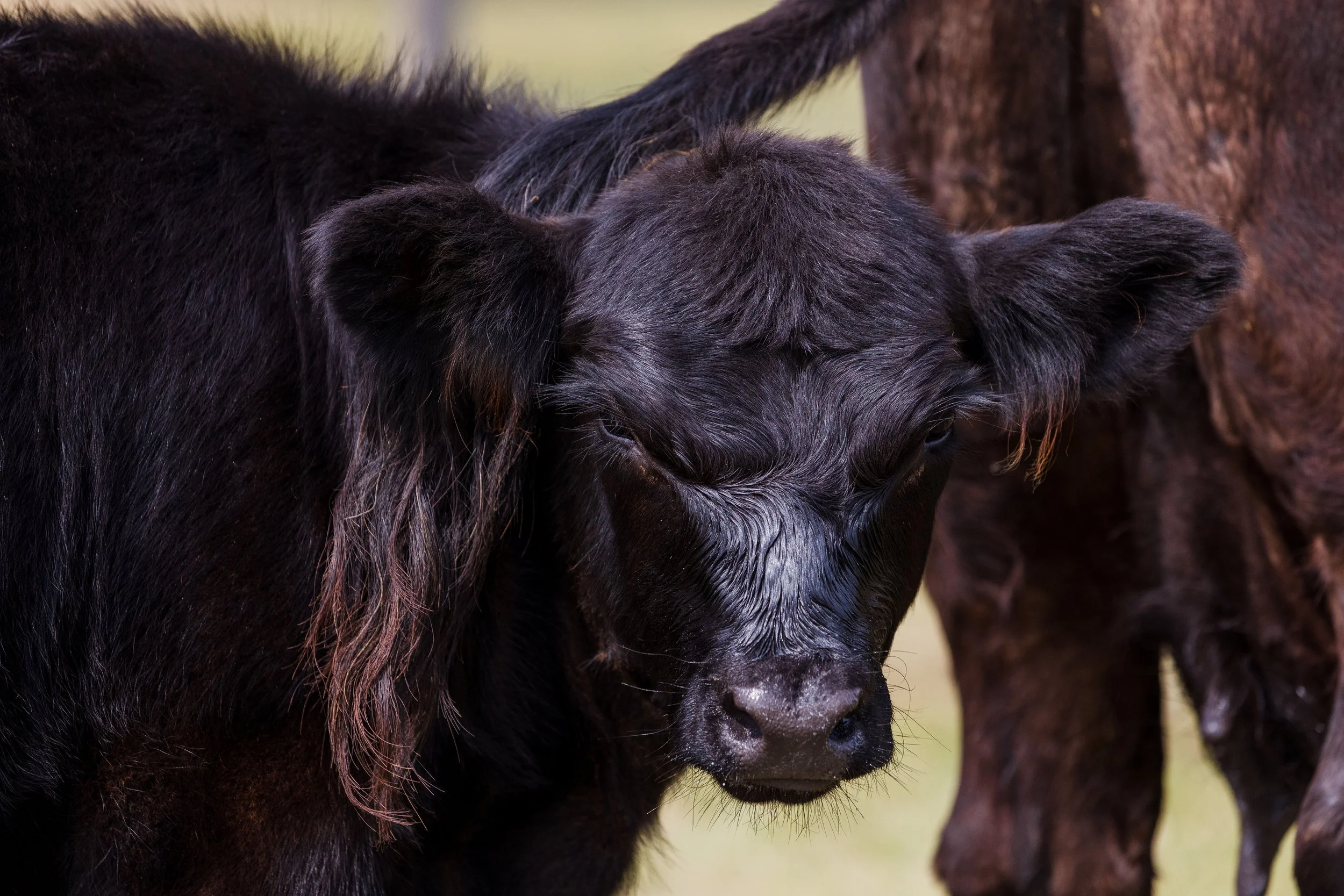 A close-up of a black calf with its eyes closed, standing outdoors, with another cow partially visible in the background.
