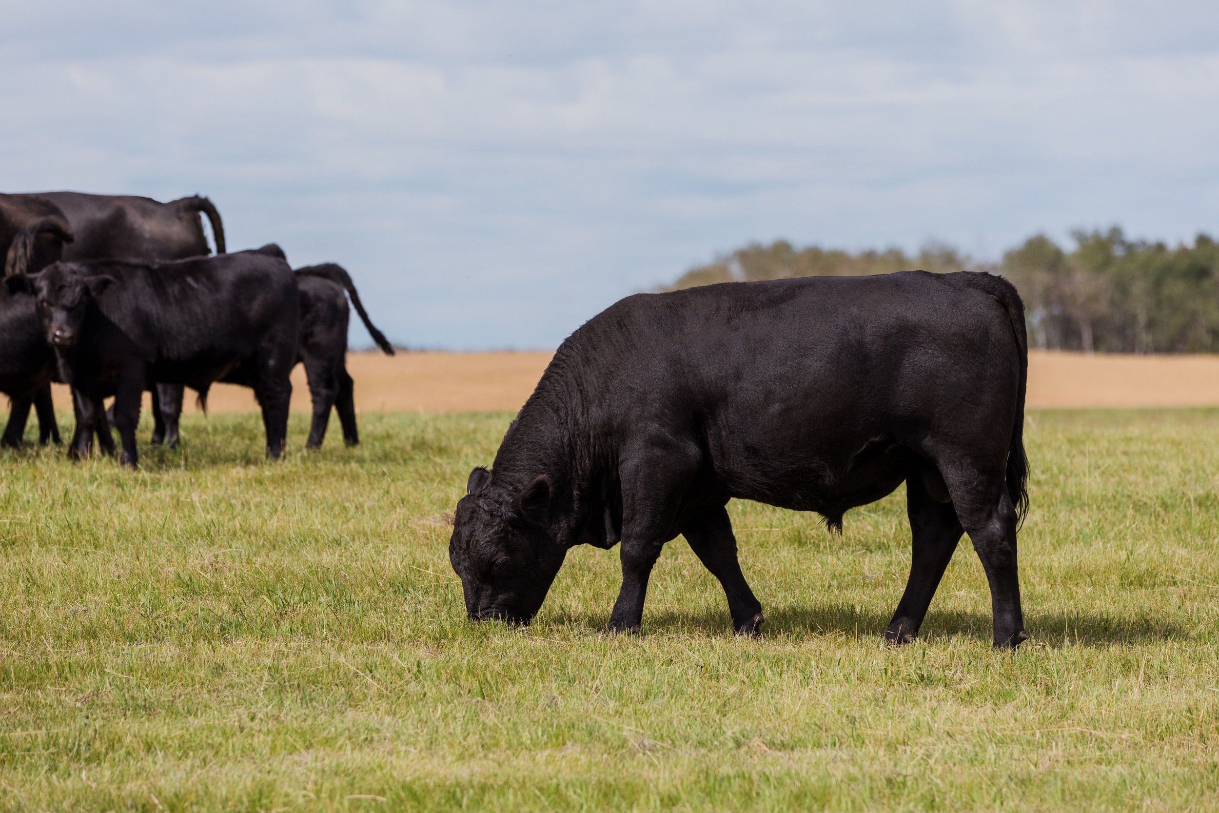 Black cow grazing on green grass in a field with other cows in the background under a cloudy sky.