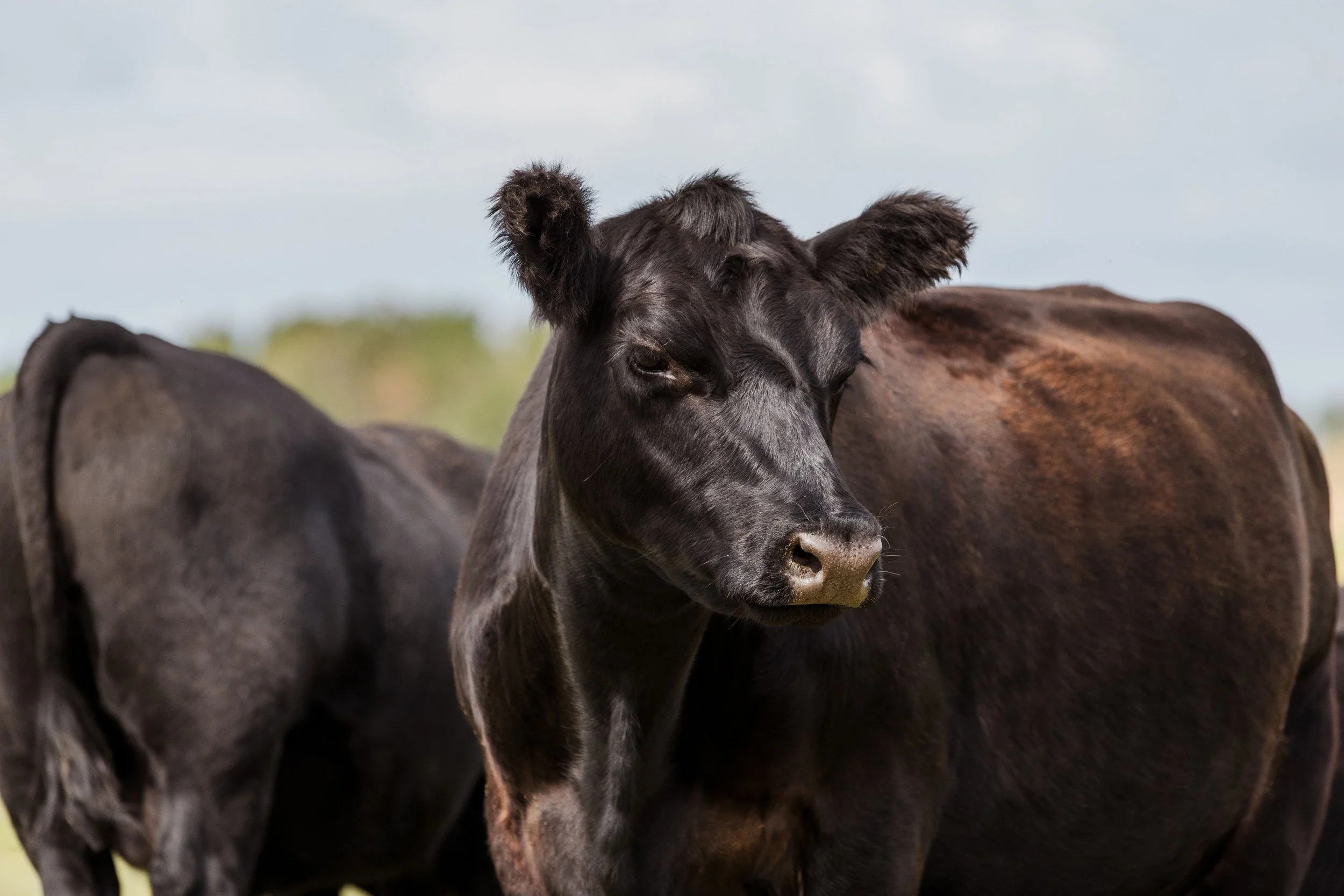 Close-up of a black calf standing between two adult cows in a pasture.