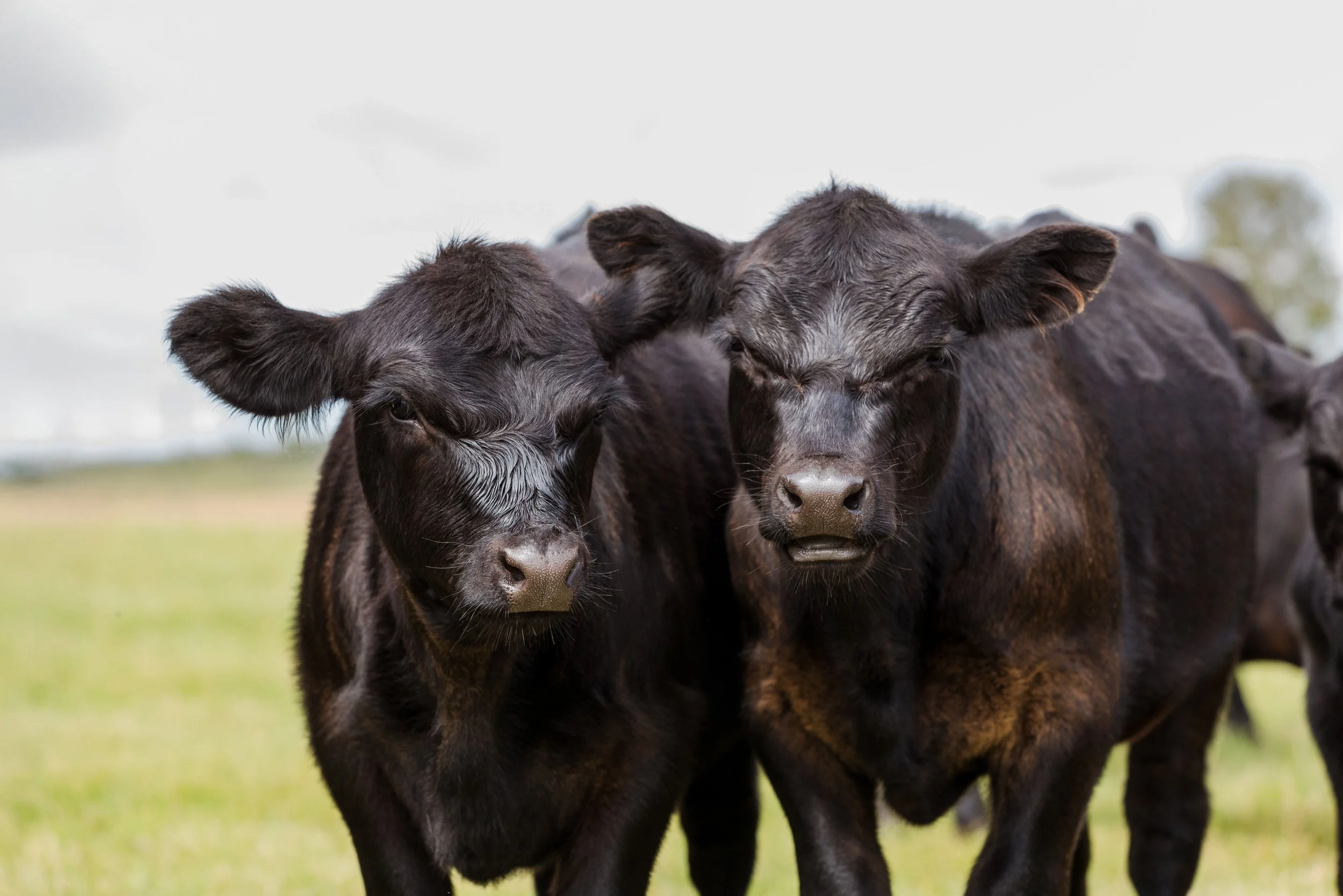 Two black calves standing on grass in a field