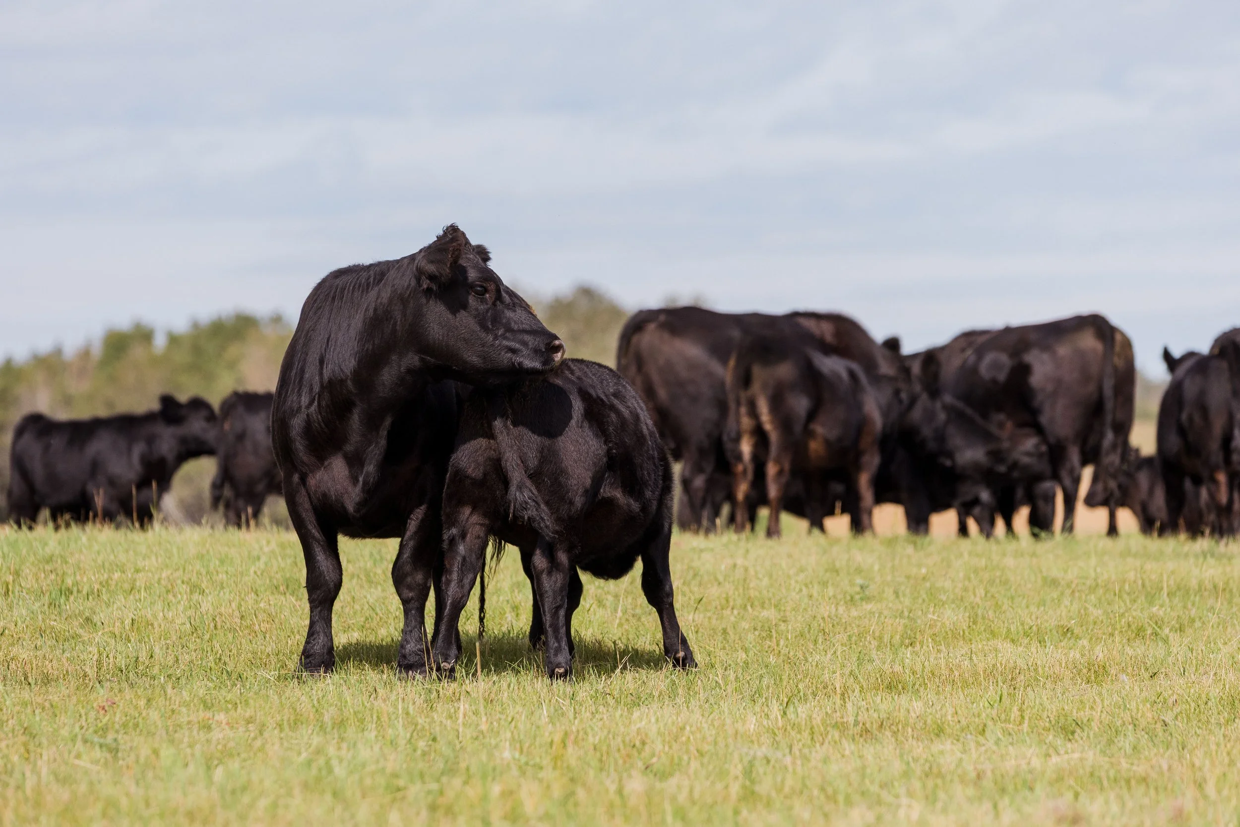 Black cattle grazing on green pasture; a cow nuzzles a calf with a herd of cows in the background under a partly cloudy sky.