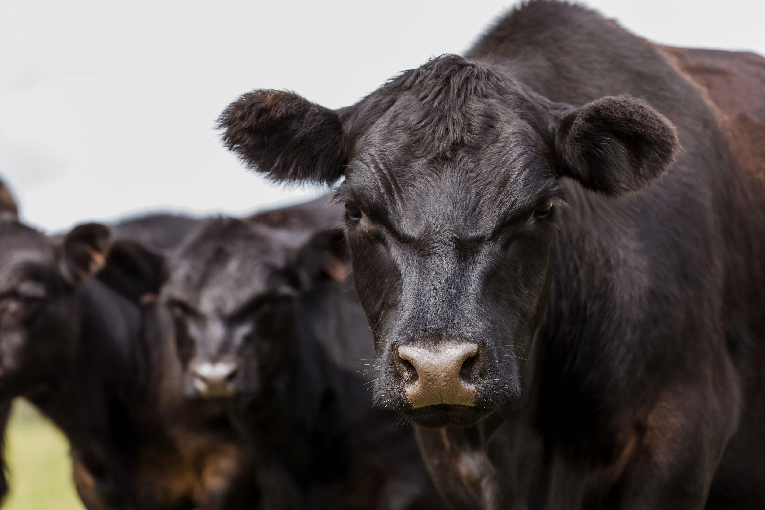 Close-up of a black cow with other cows in the background.