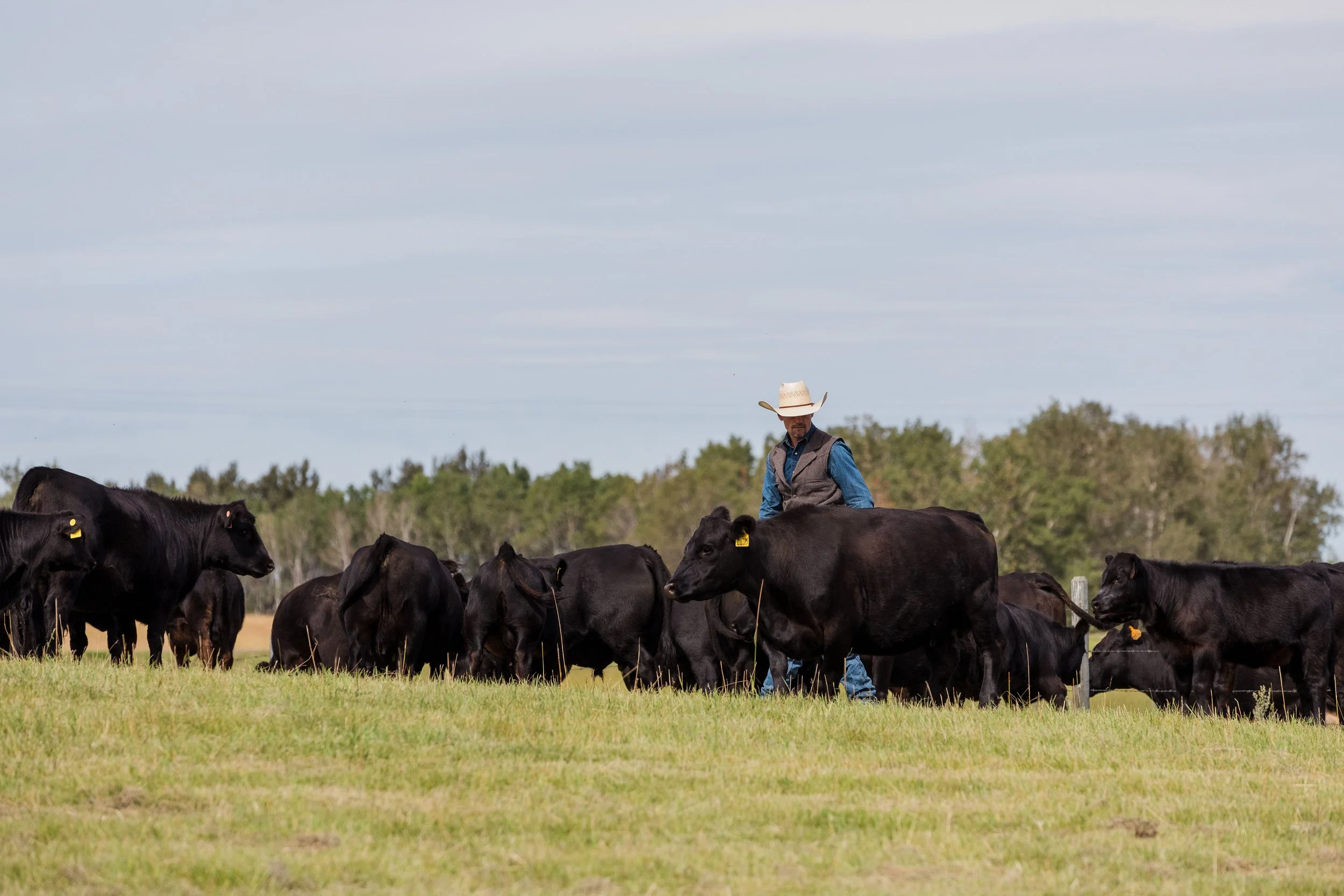 A cowboy herding black cows in a green pasture with trees in the background.