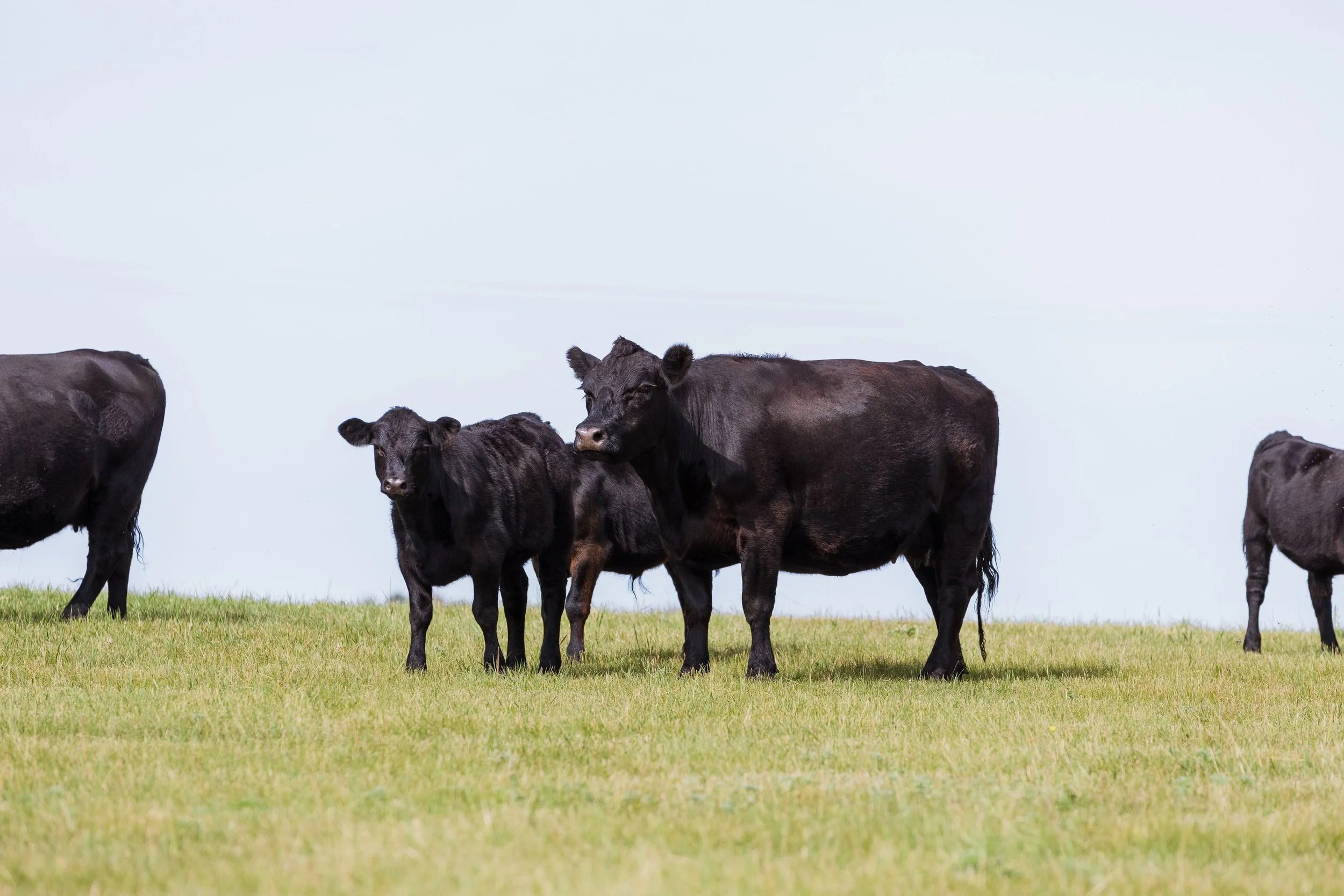 Black calves standing on a grassy field under a clear sky.