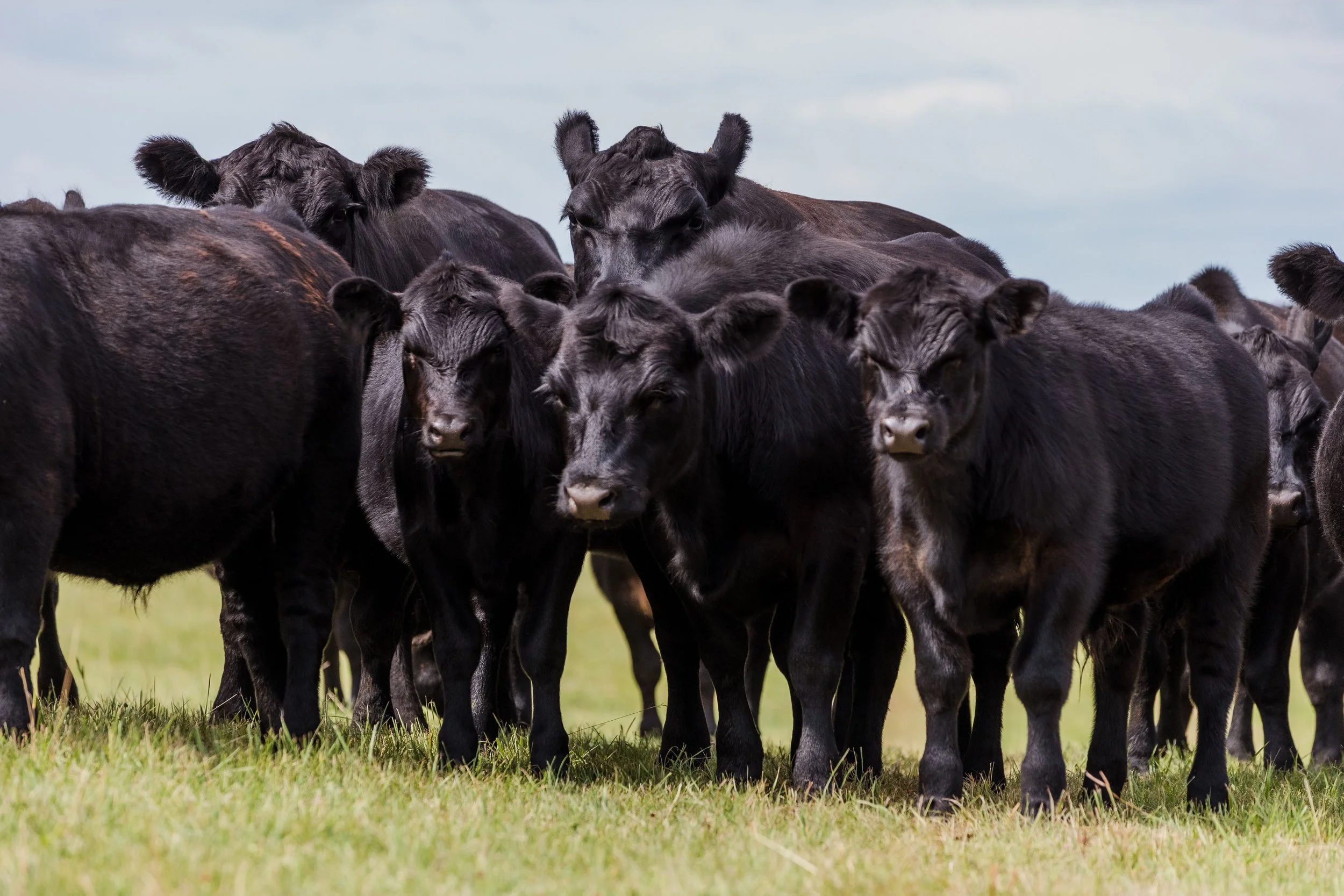 Group of black calves and steers standing on a grassy field under a cloudy sky.