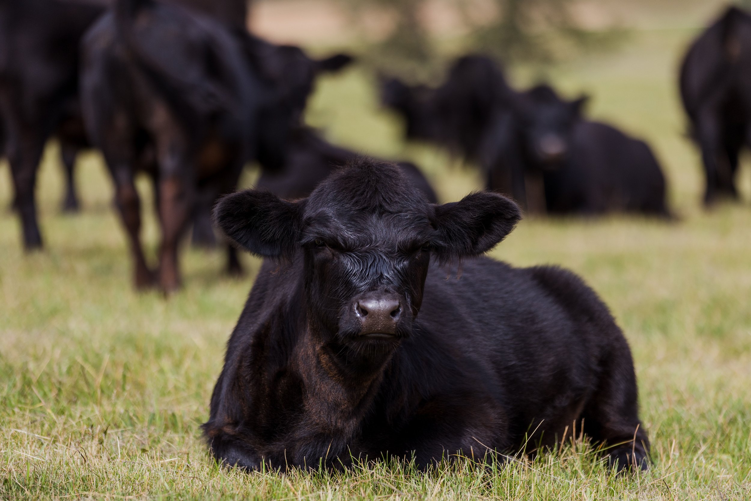 A black calf lying on grass with several other black cows in the background.