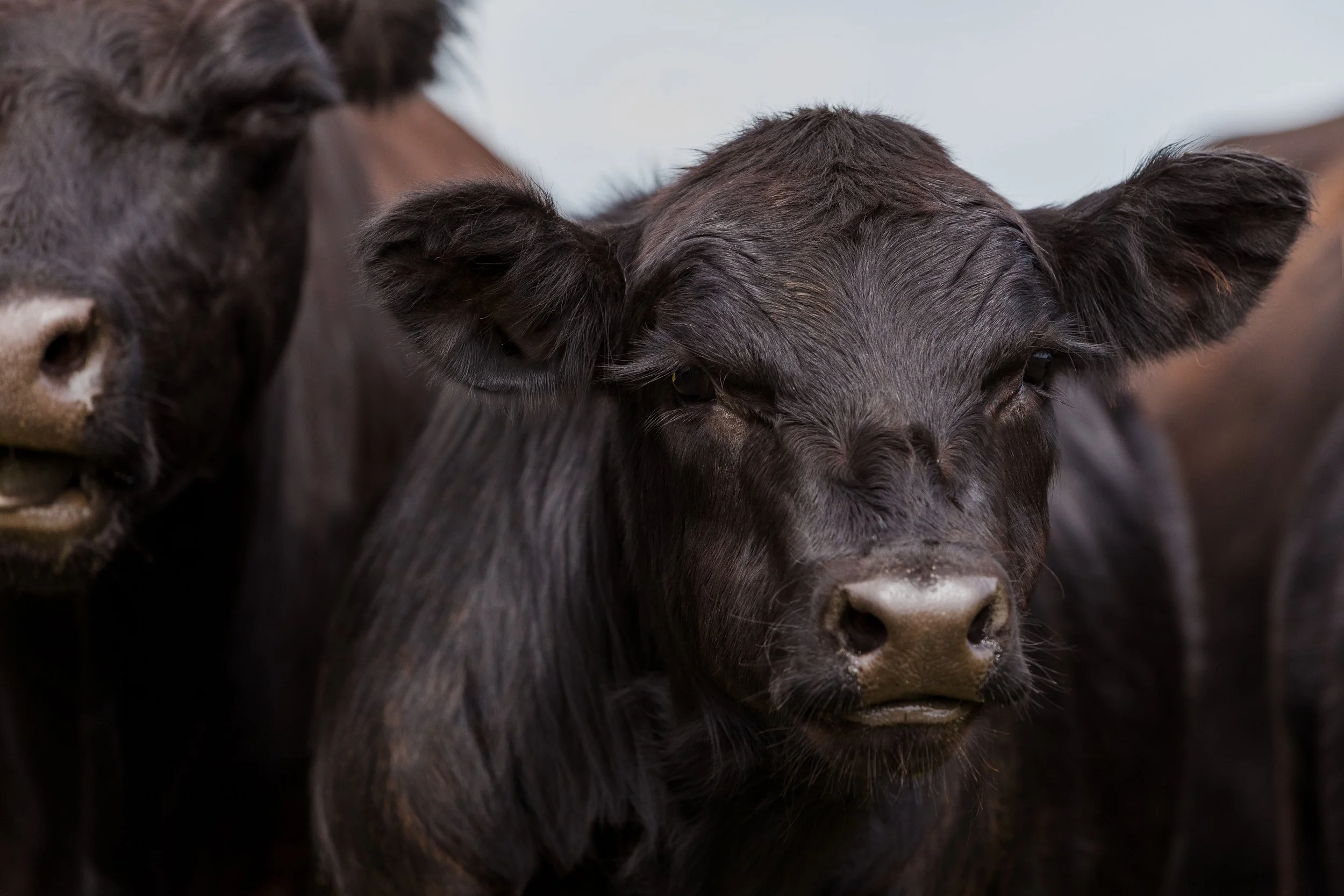 Close-up of two black cattle, focusing on their faces. The cow in the foreground is squinting, with its eyes partly closed, and has a shiny nose. The second cow is partially visible on the left side.
