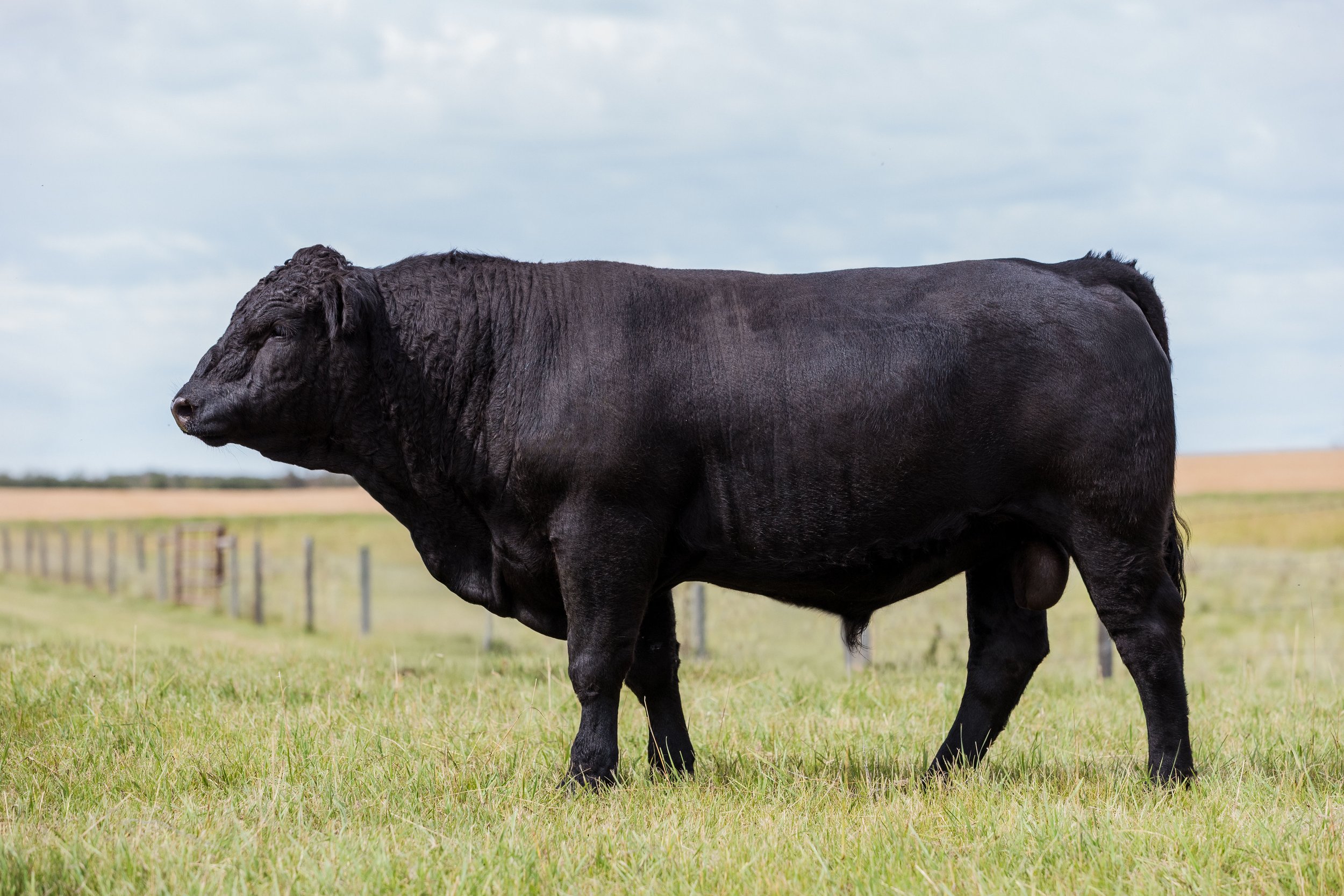 Black steer standing in a grassy field with fence posts and overcast sky in the background.