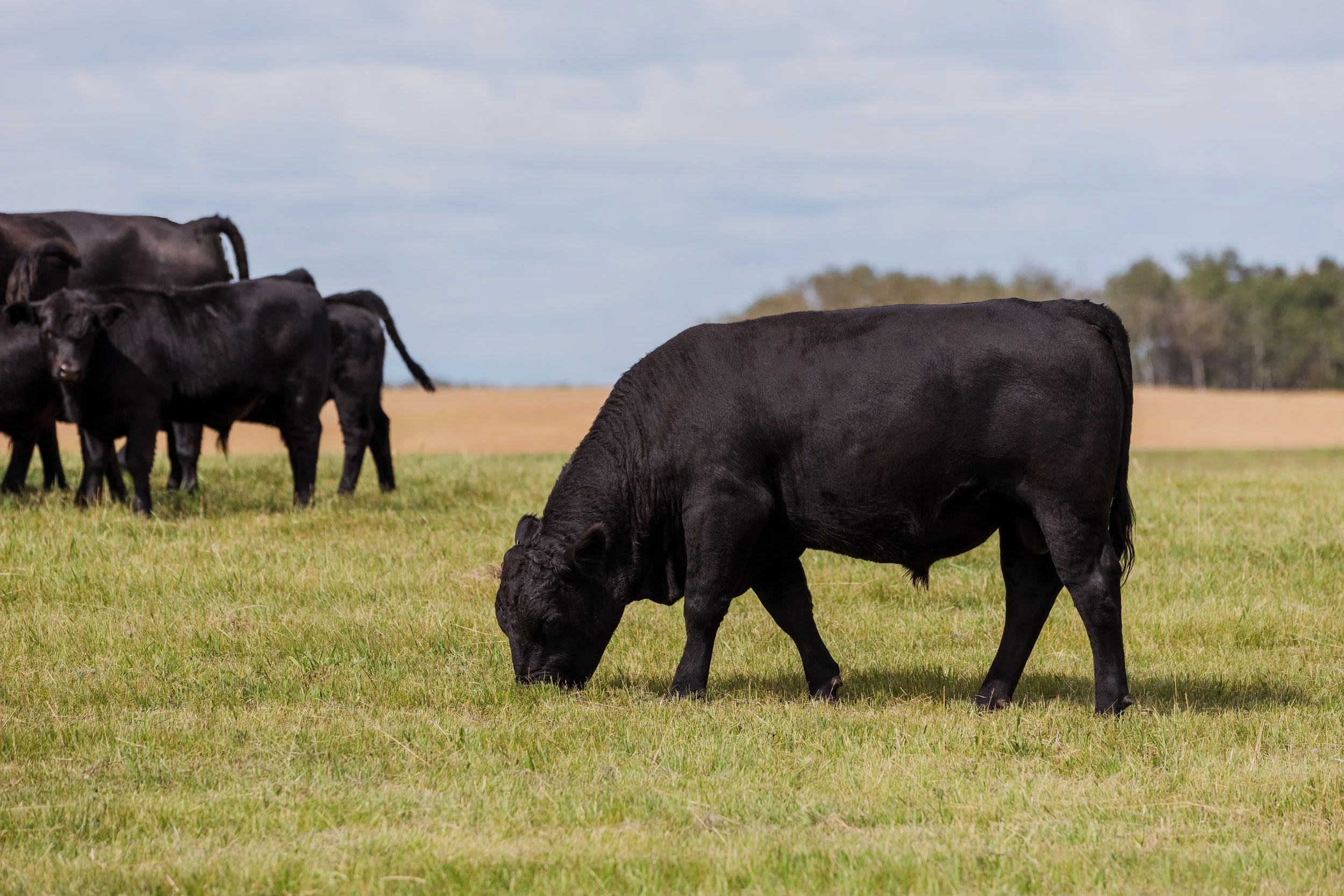 Black cow grazing on green grass in farm field with a group of black cows in the background under cloudy sky.