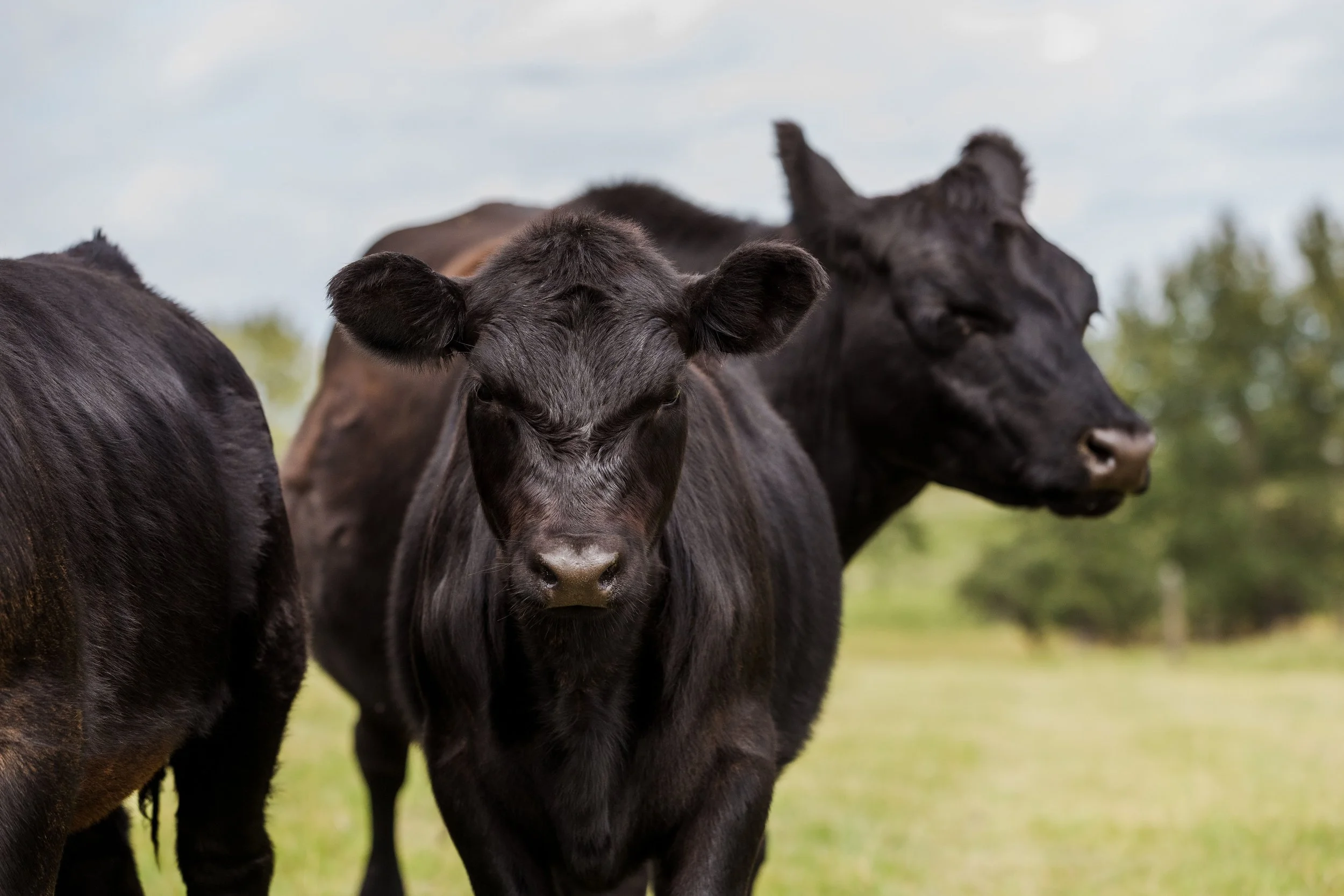 Black calves standing in a grassy field with trees in the background.