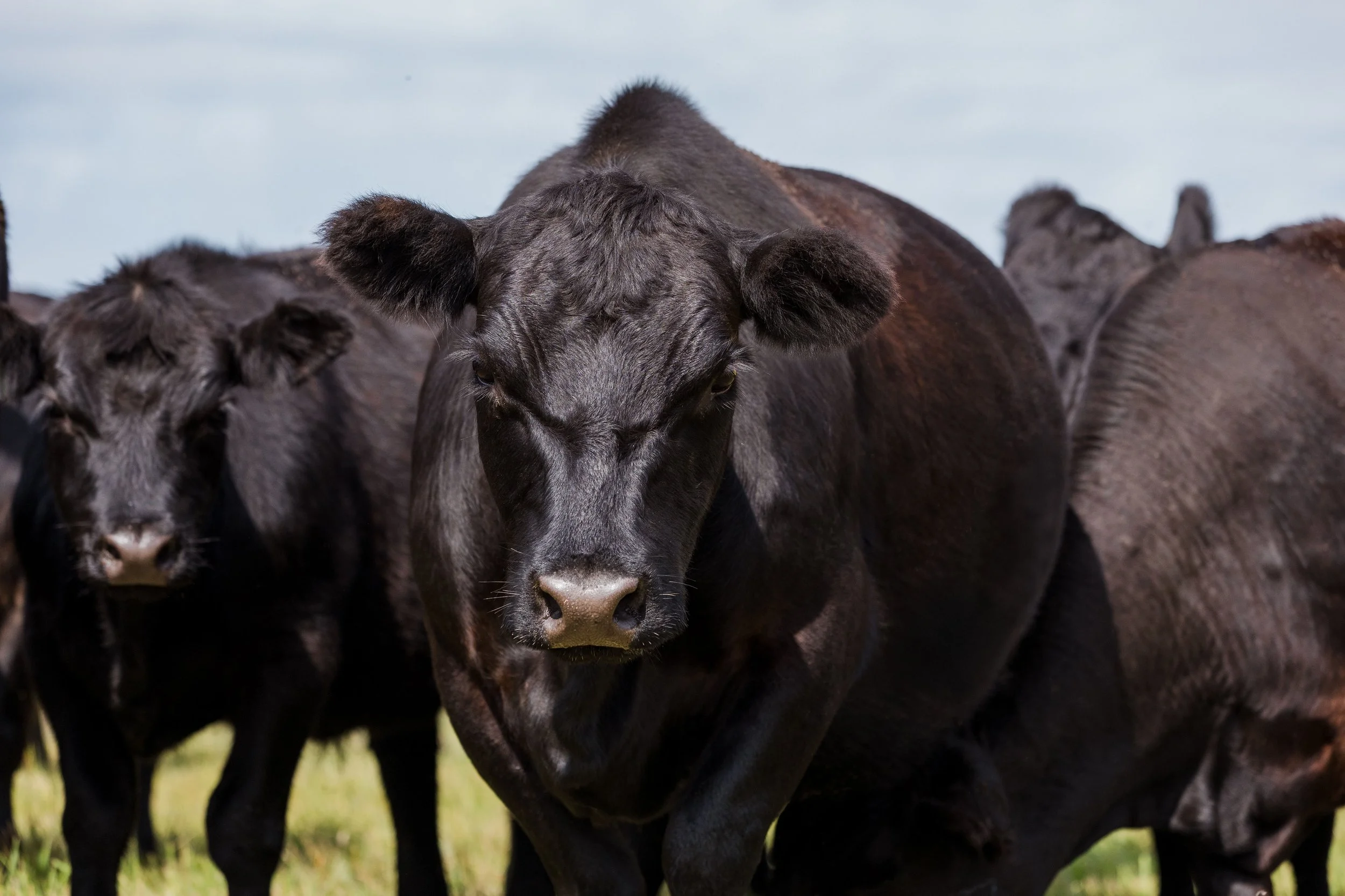 A herd of black cows grazing outdoors, with one cow prominently in the foreground and others in the background.