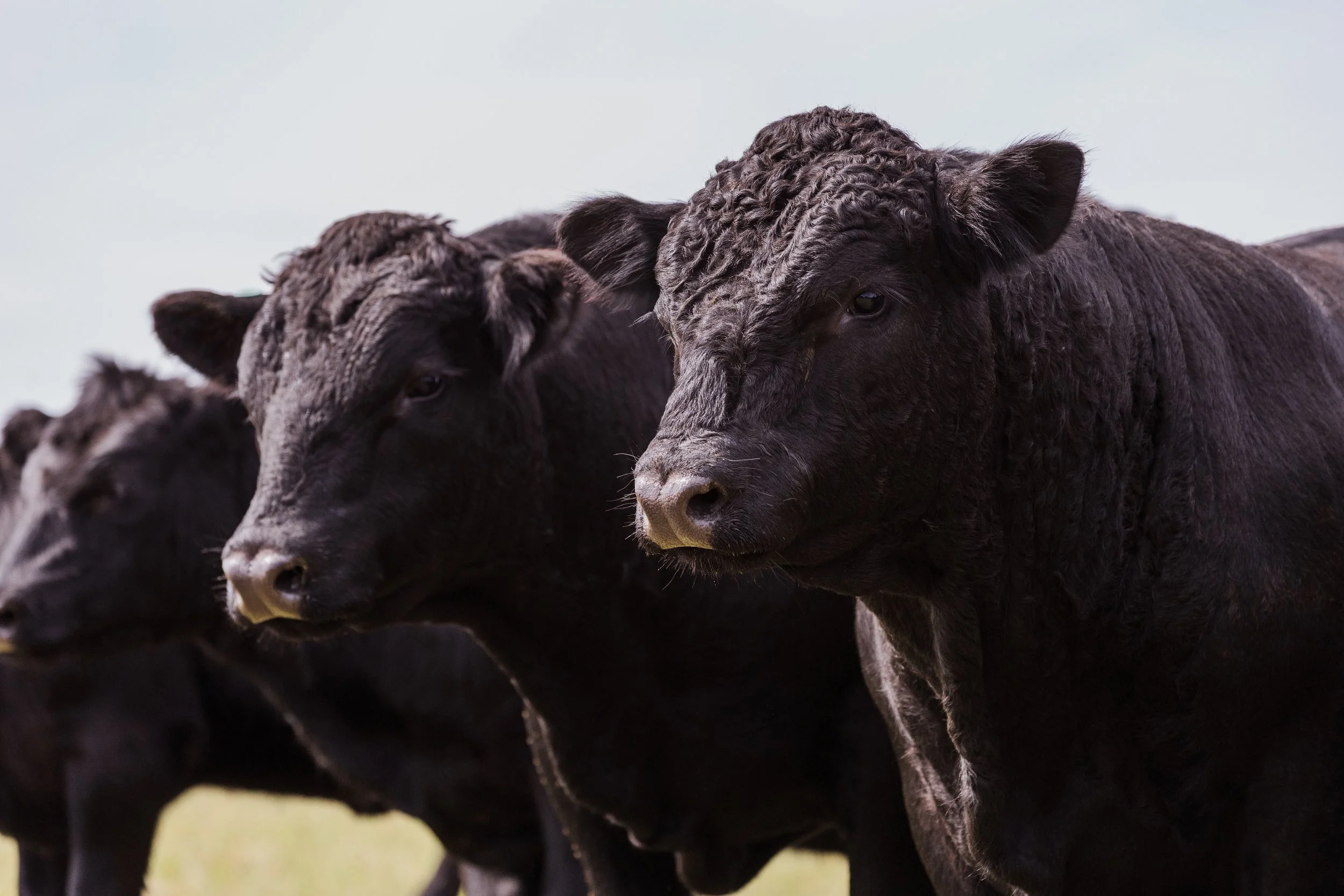 A group of black cattle with curly hair standing outdoors.