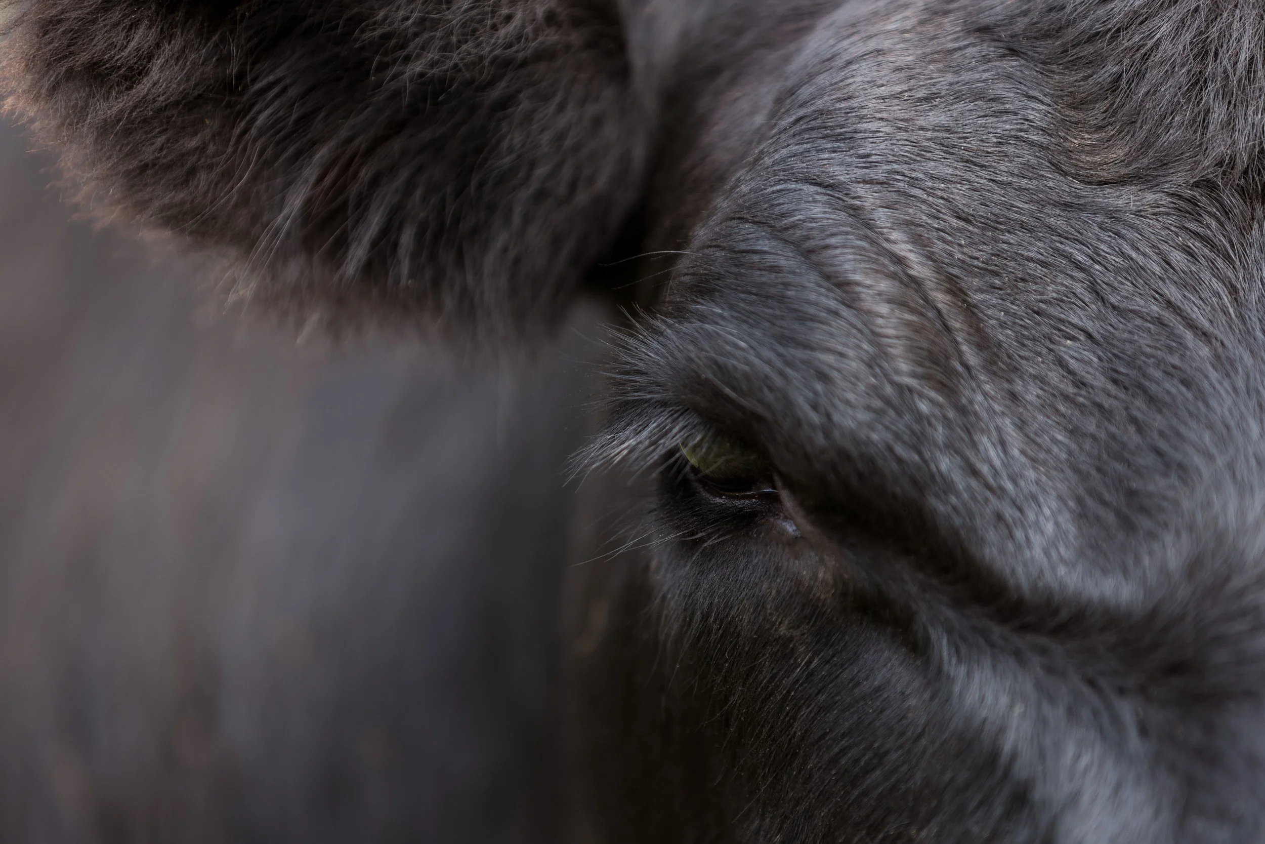 Close-up of a black horse's face, focusing on its eye and surrounding fur.