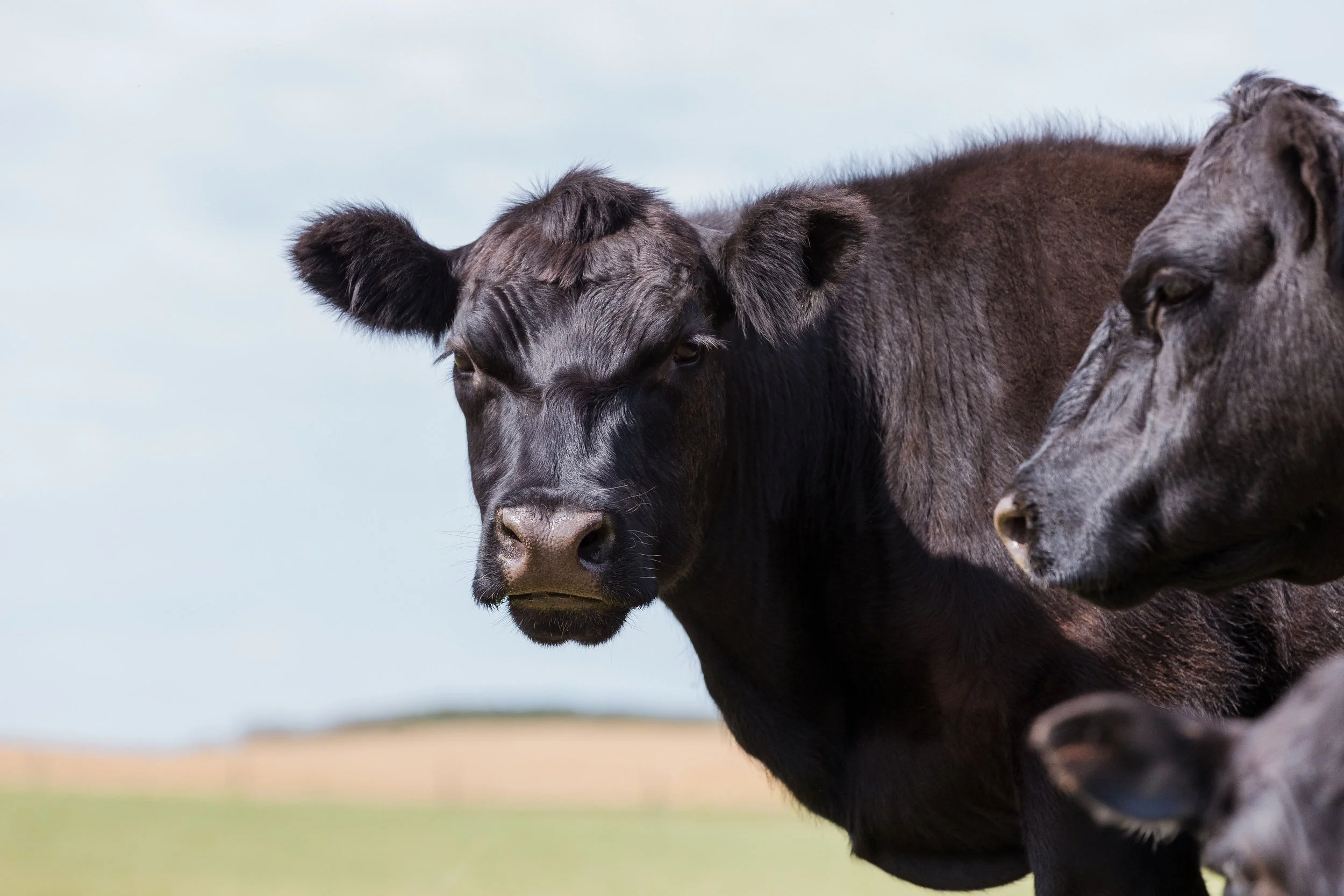 Close-up of two black cows standing outdoors with a blurred landscape background.